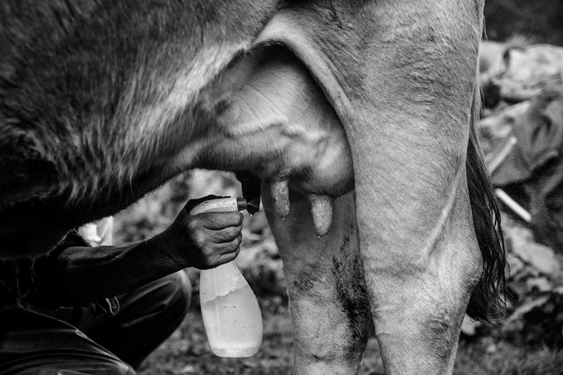 Cleaning the utter with water