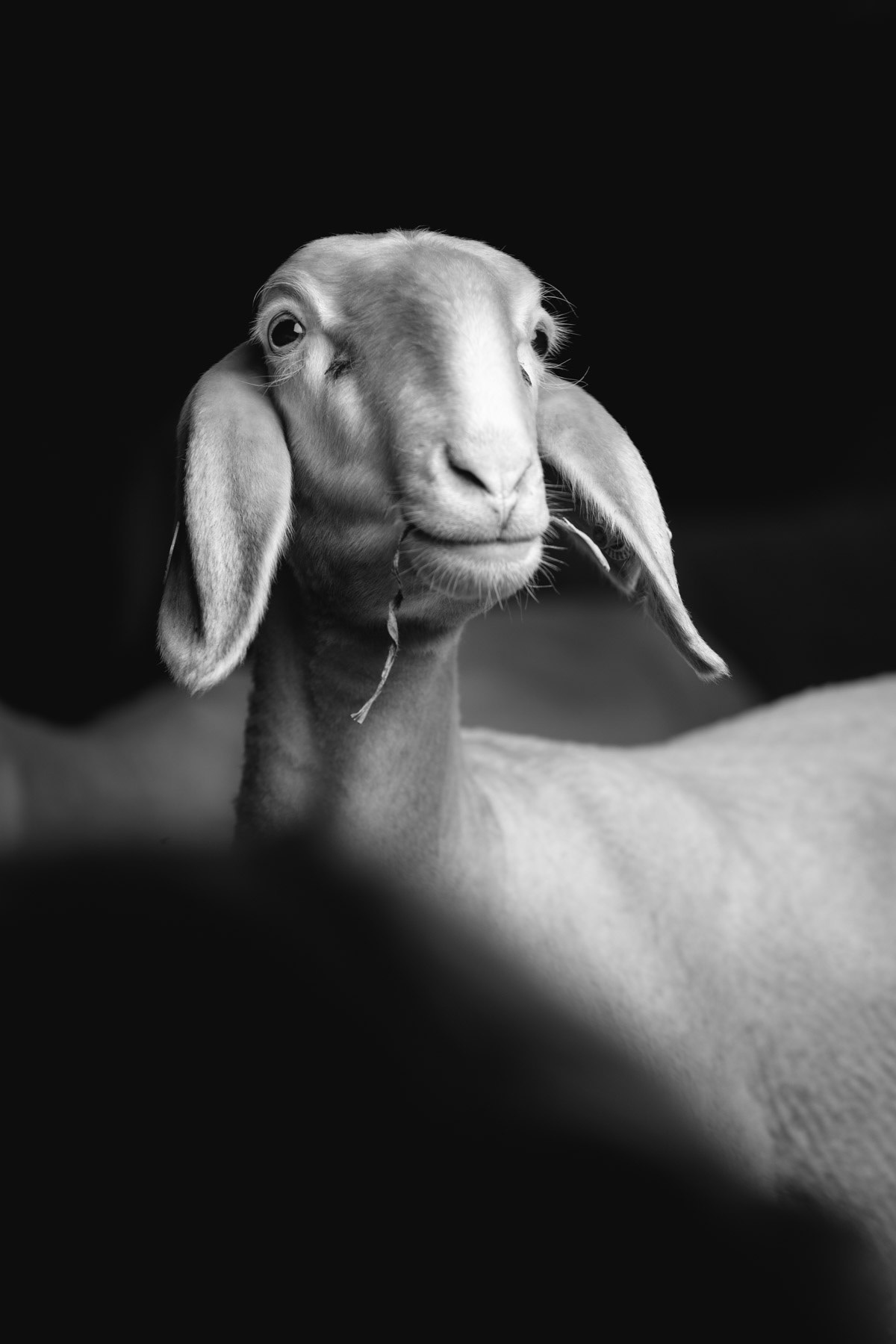 Sheep portrait