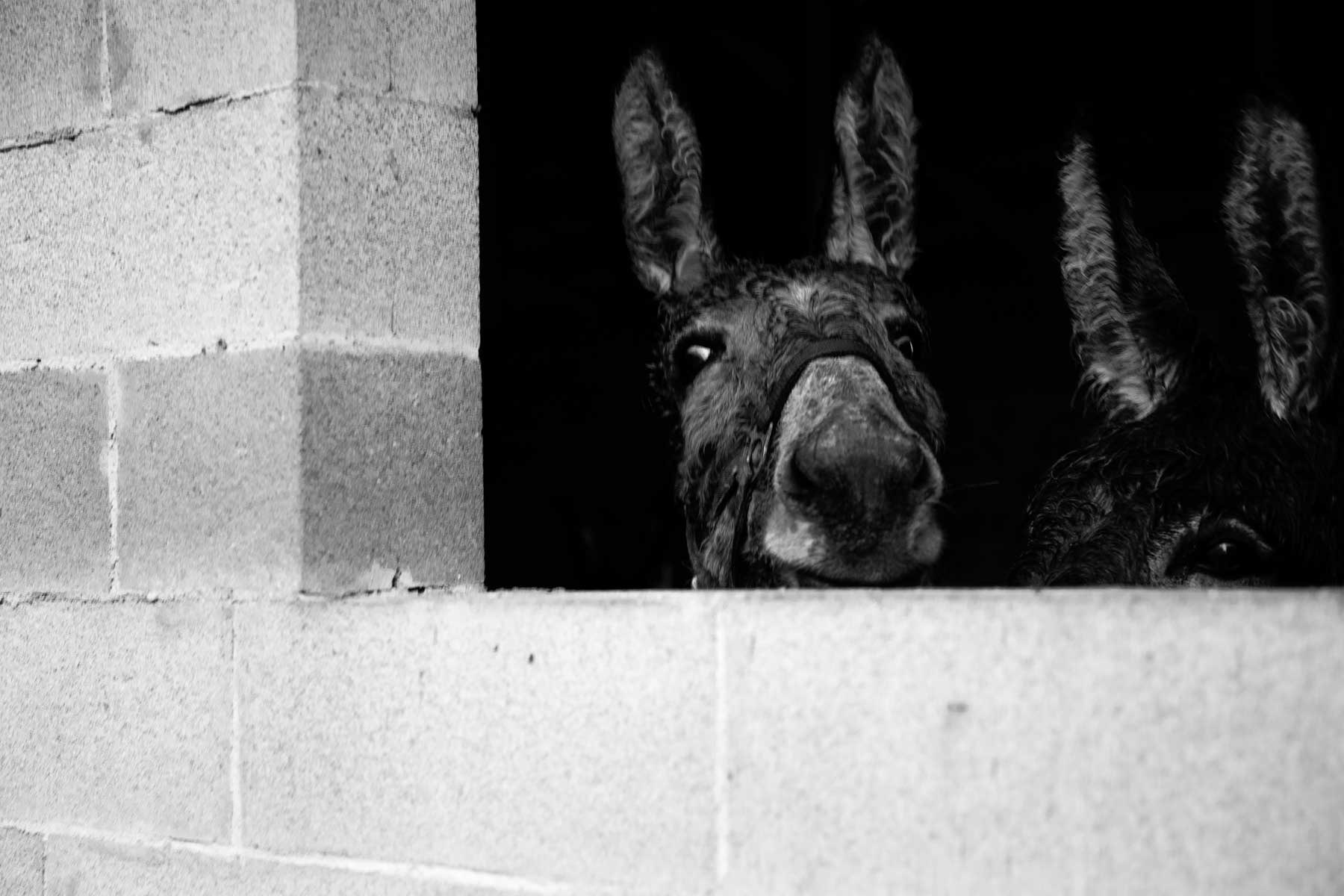 From another world - donkeys finding cover from intense rain under an abandoned building