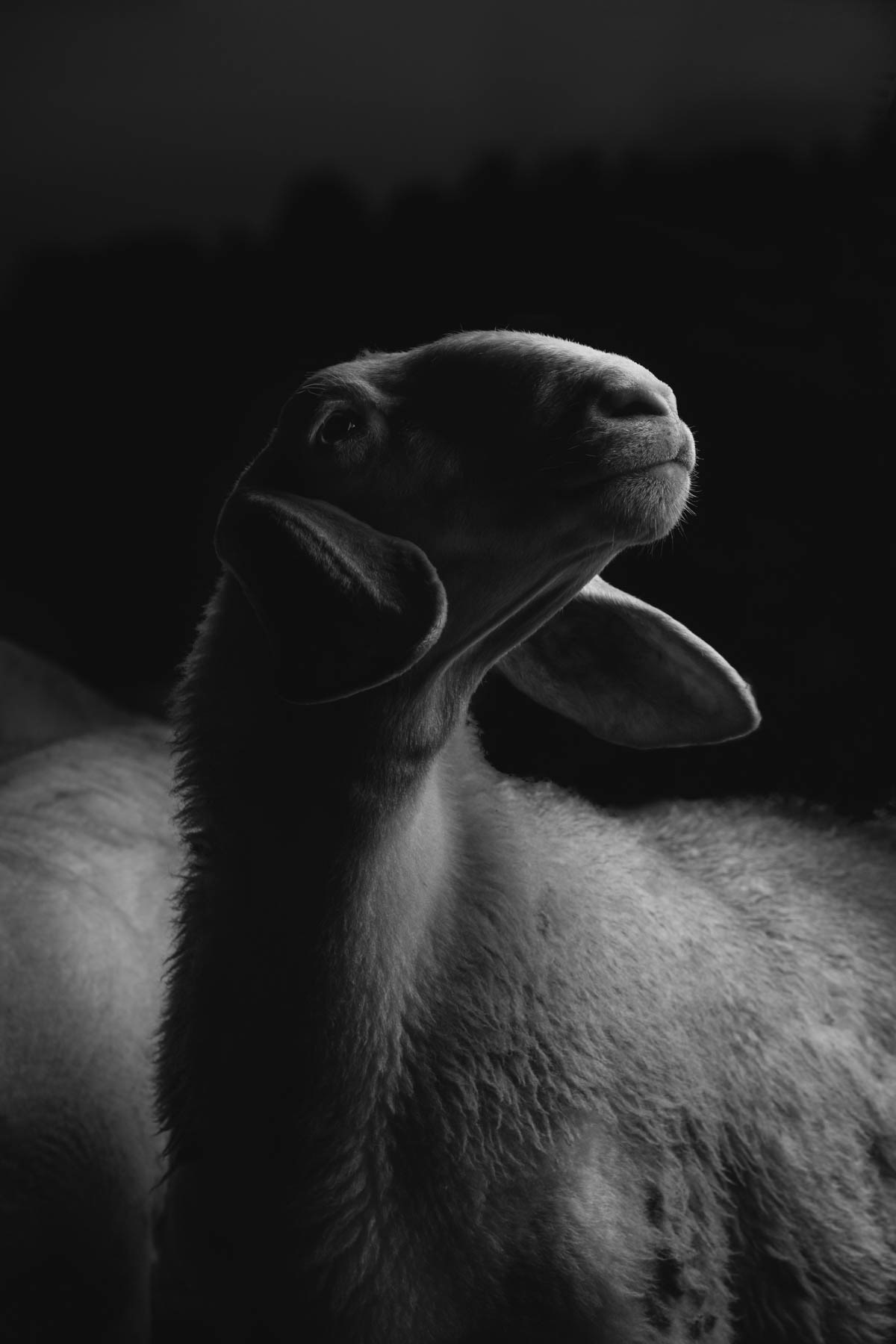 The sheep portrait