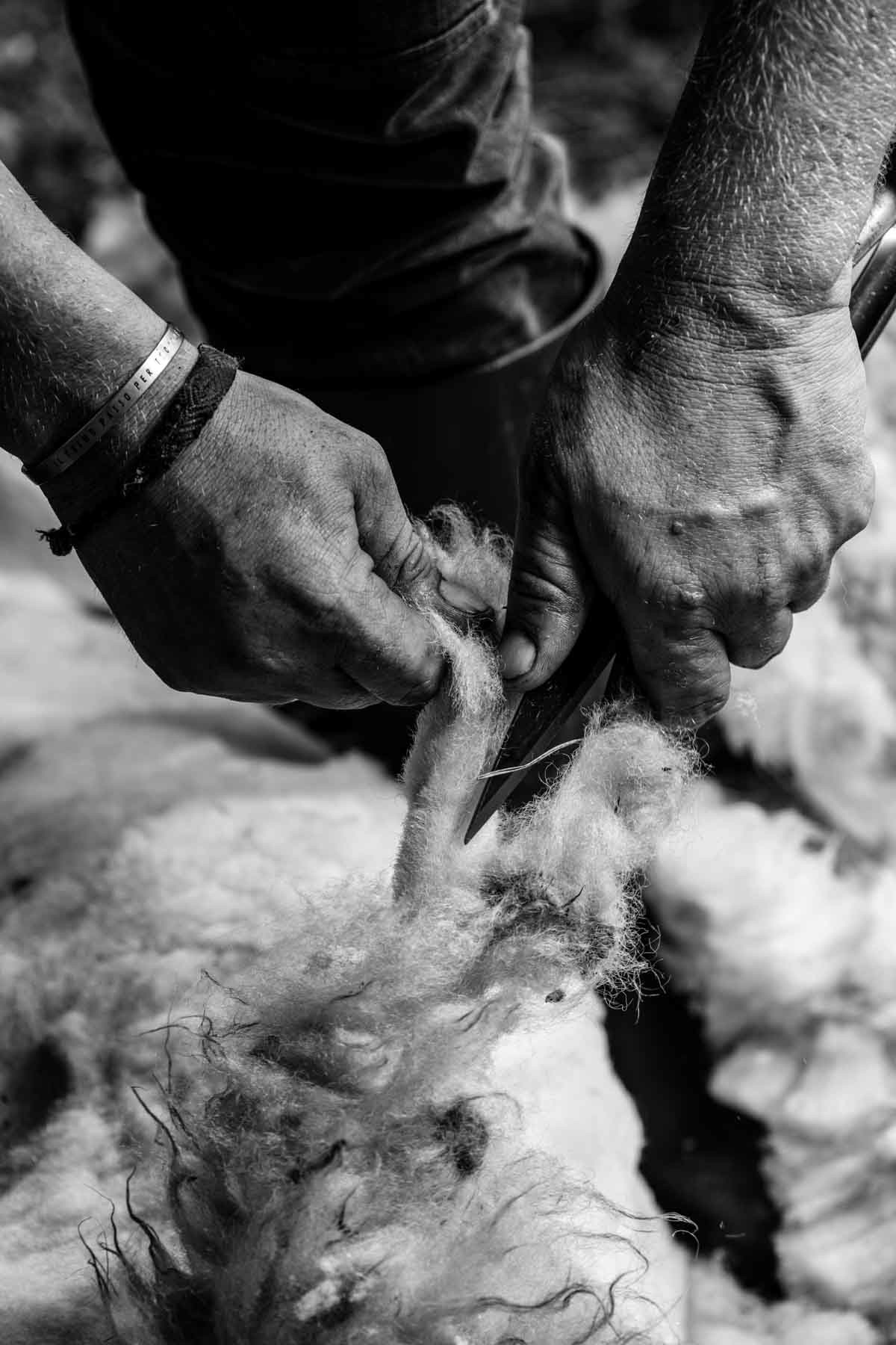 Detail of hand sheep shearing