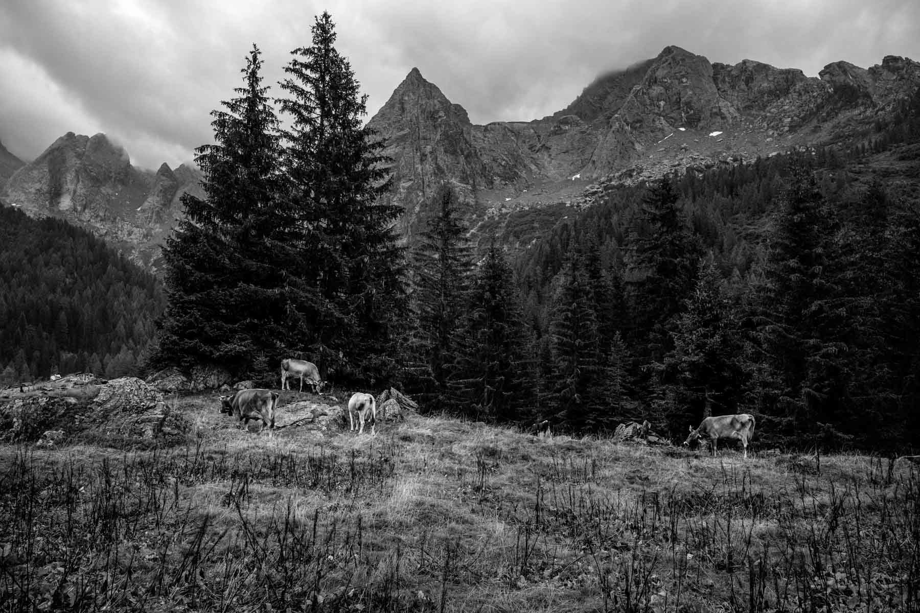 Early morning in the alps