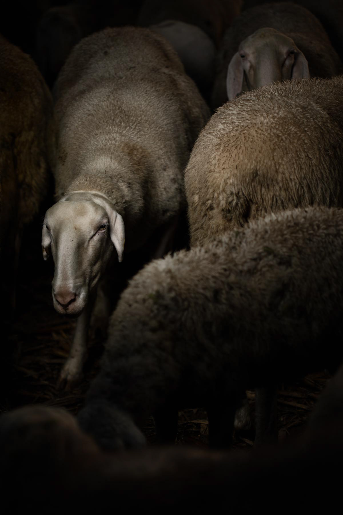 The old Sheep