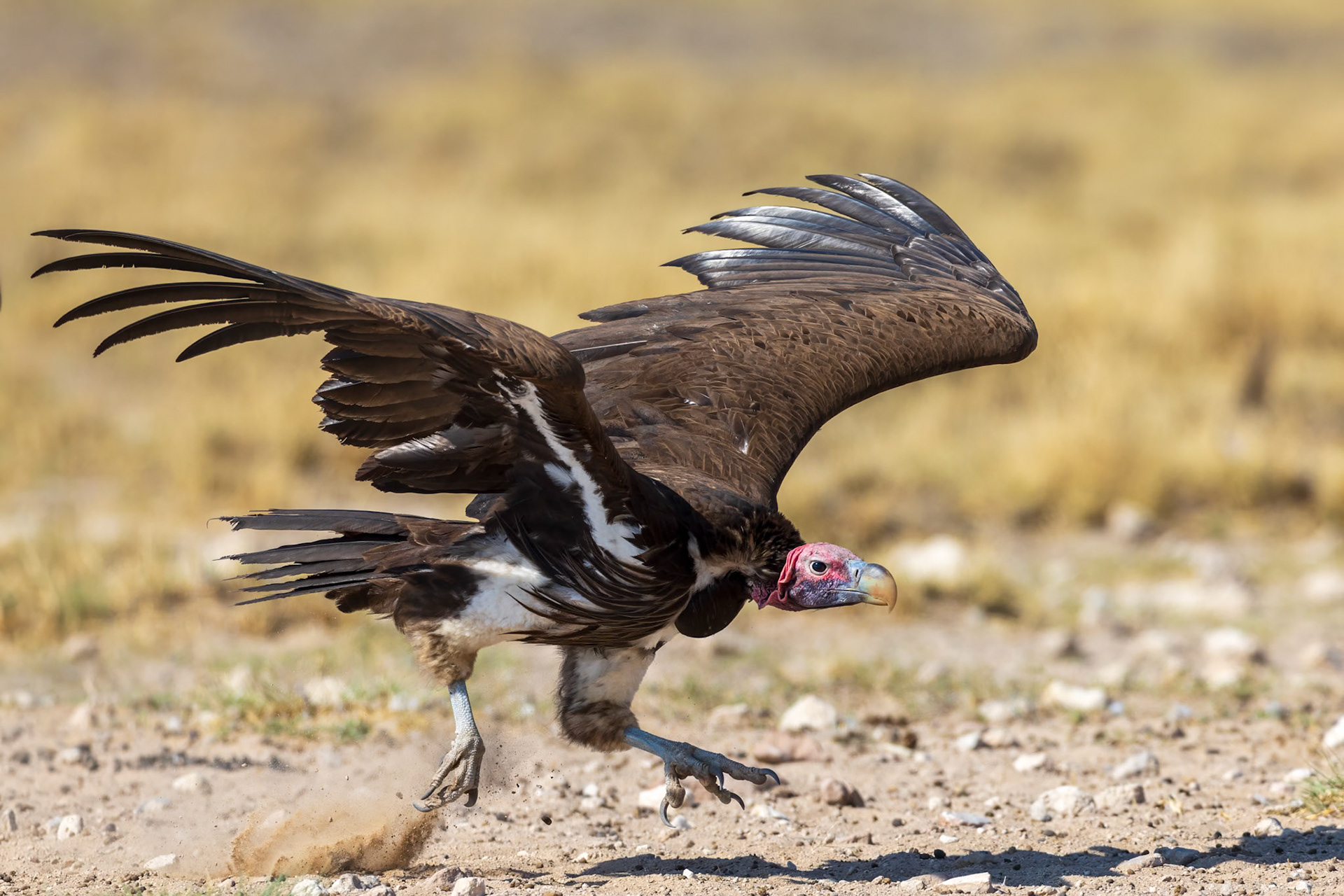 Lappet-faced Vulture