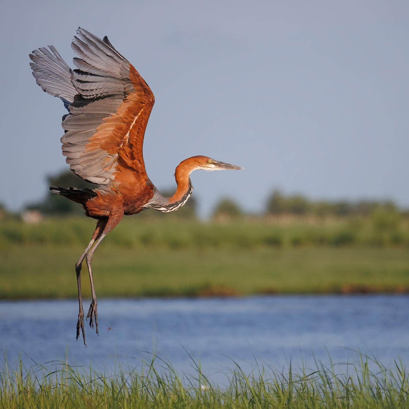 Giant Heron