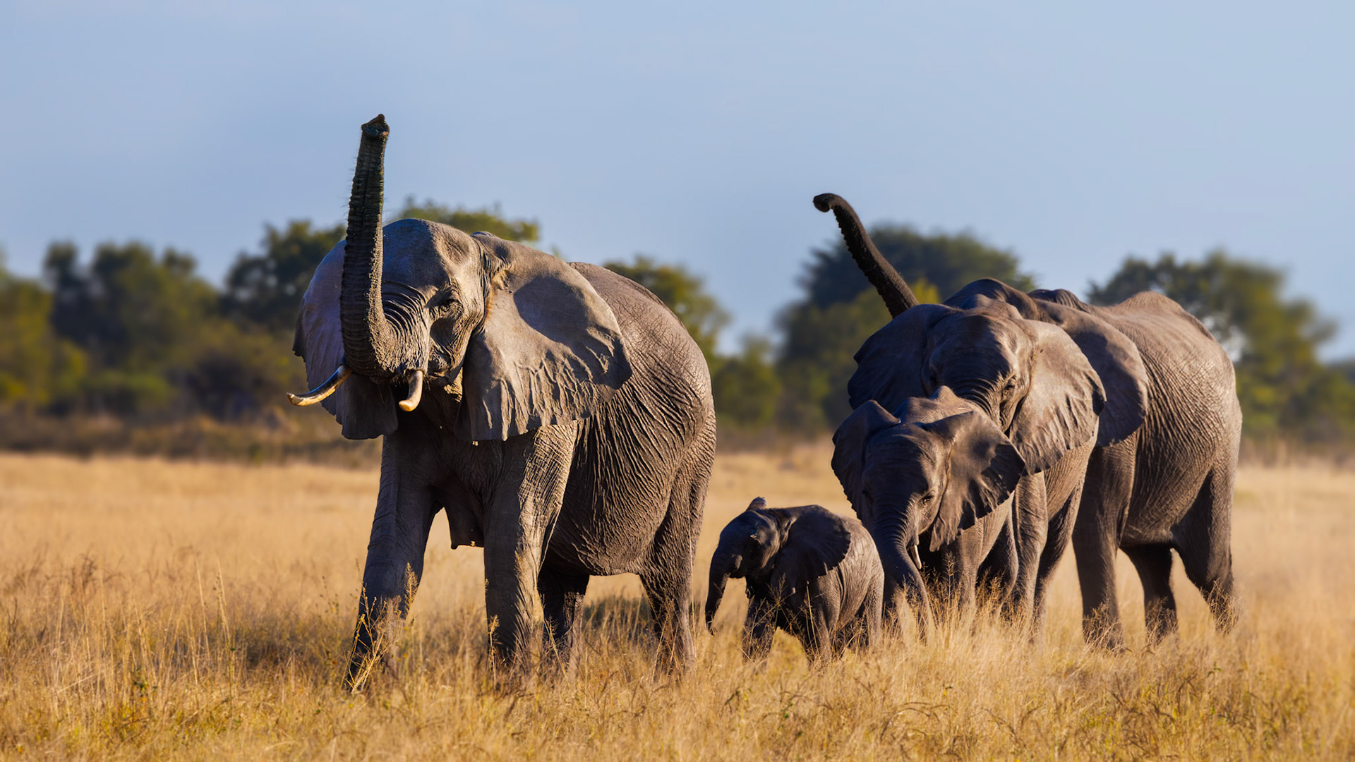 Hwange National Park, Zimbabwe