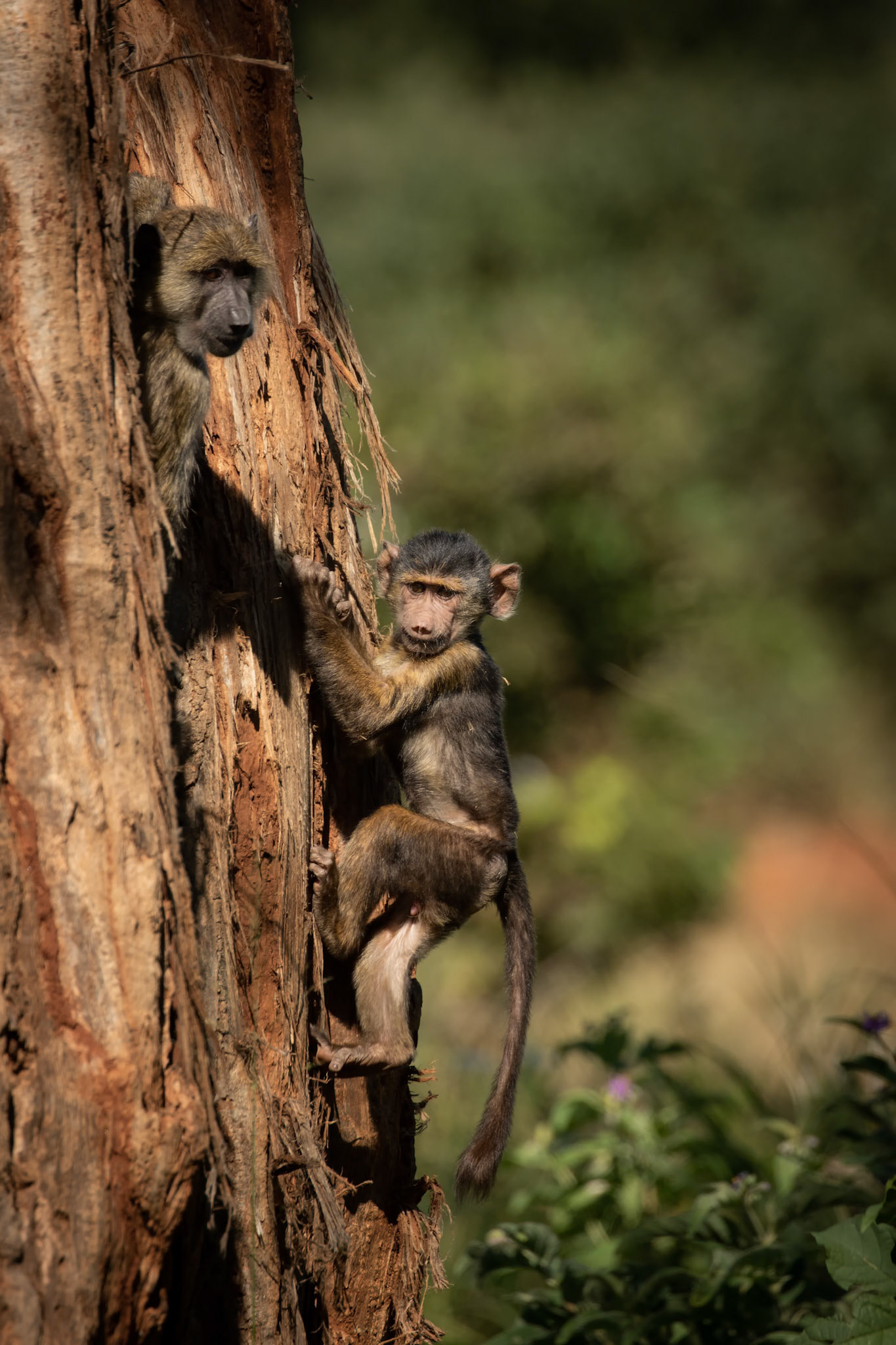 Young Olive Baboon, Serengeti, Tanzania