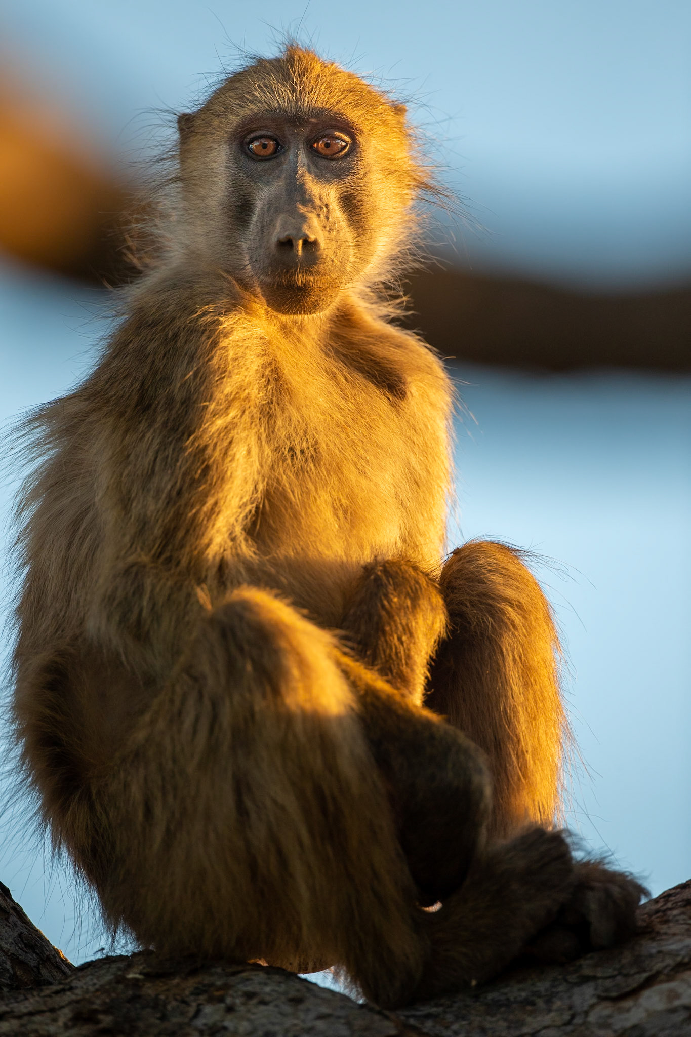Chacma Baboon Sunset, Botswana