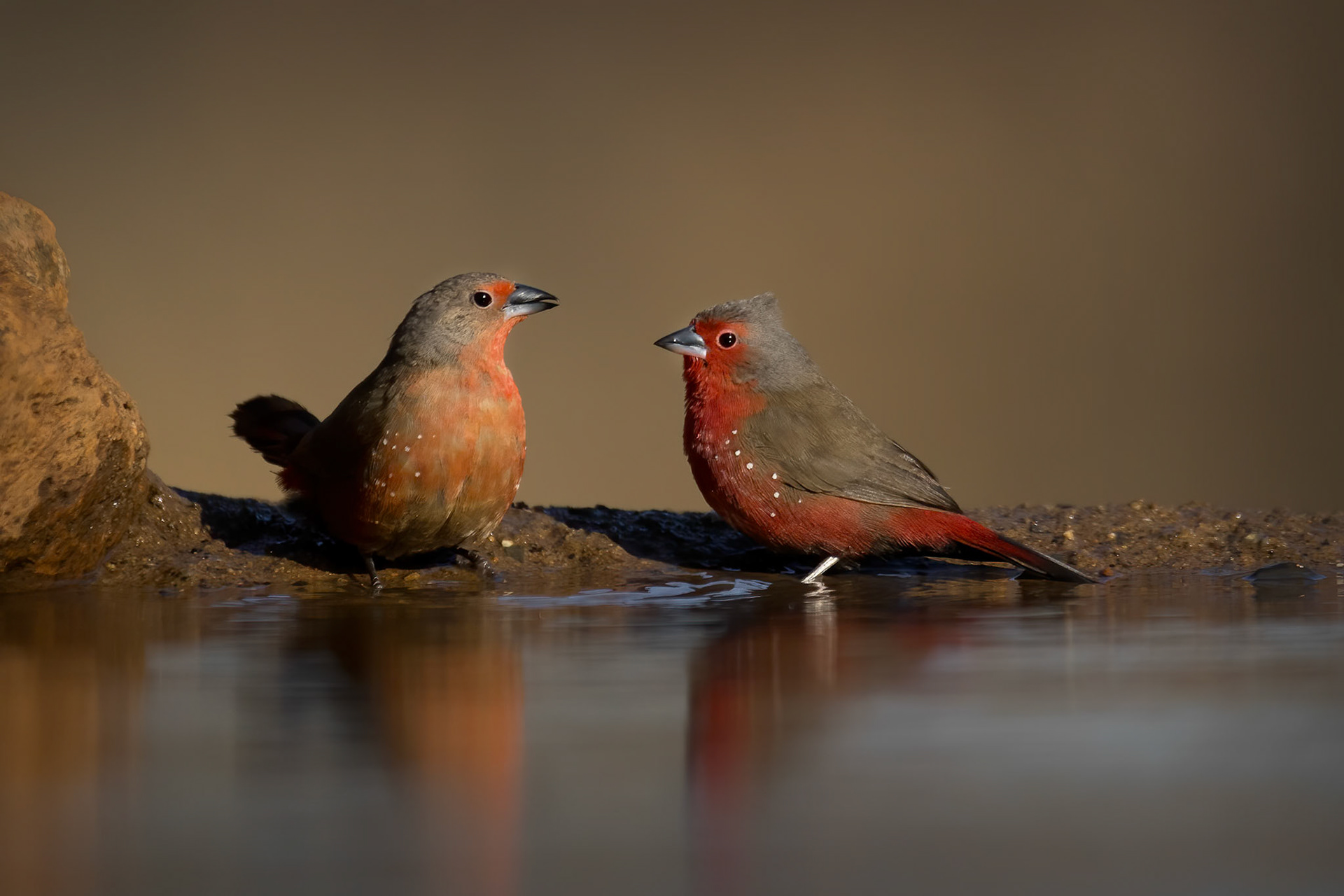 African Firefinch