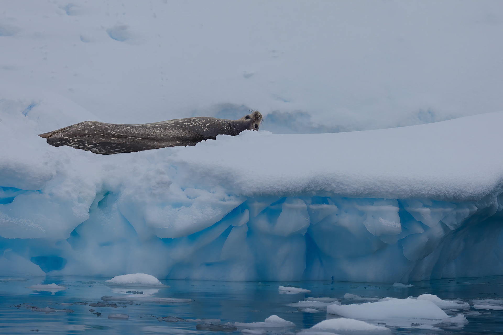 Weddel Seal, Antarctic peninsula
