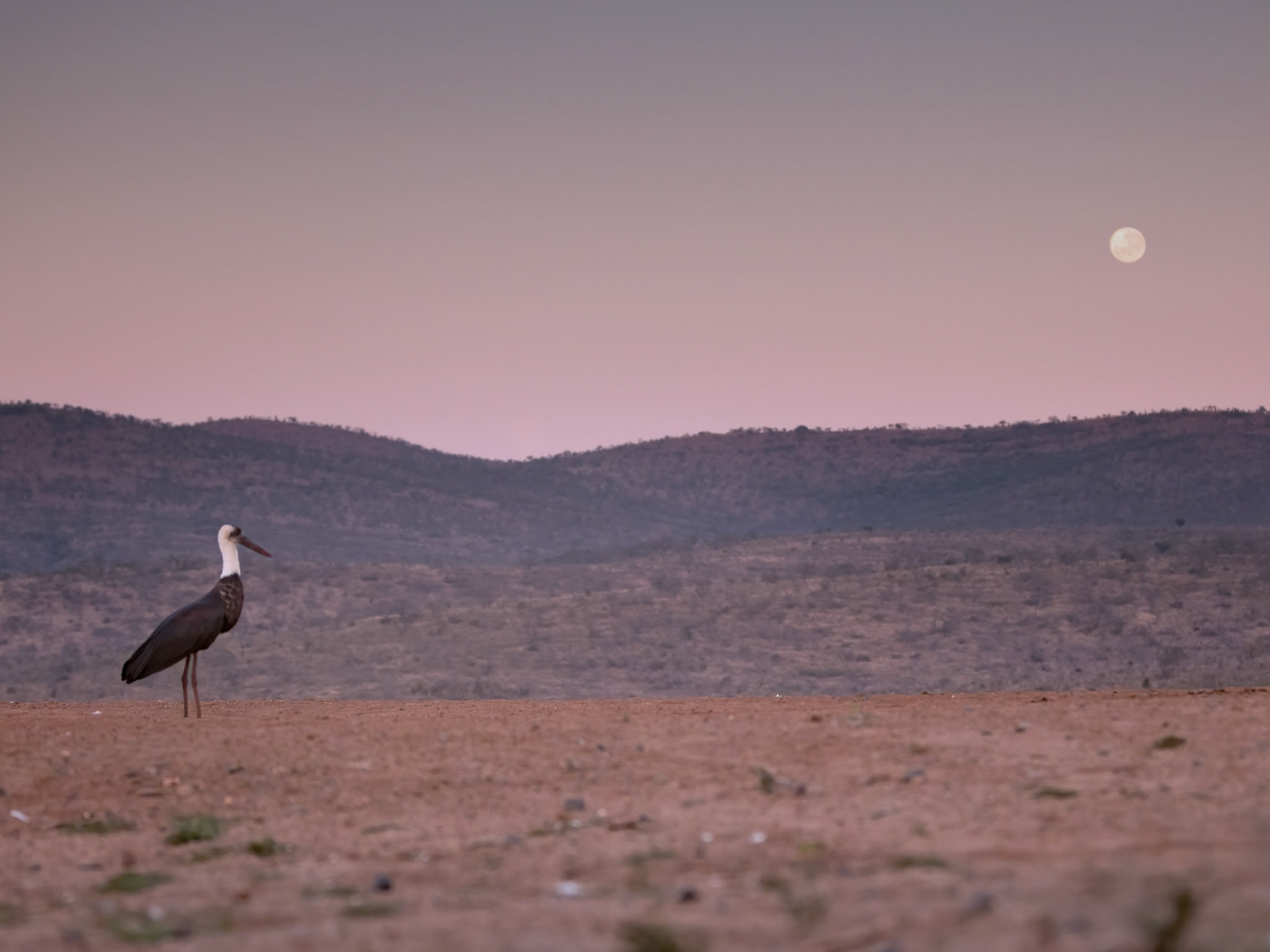 Woolly-necked Stork