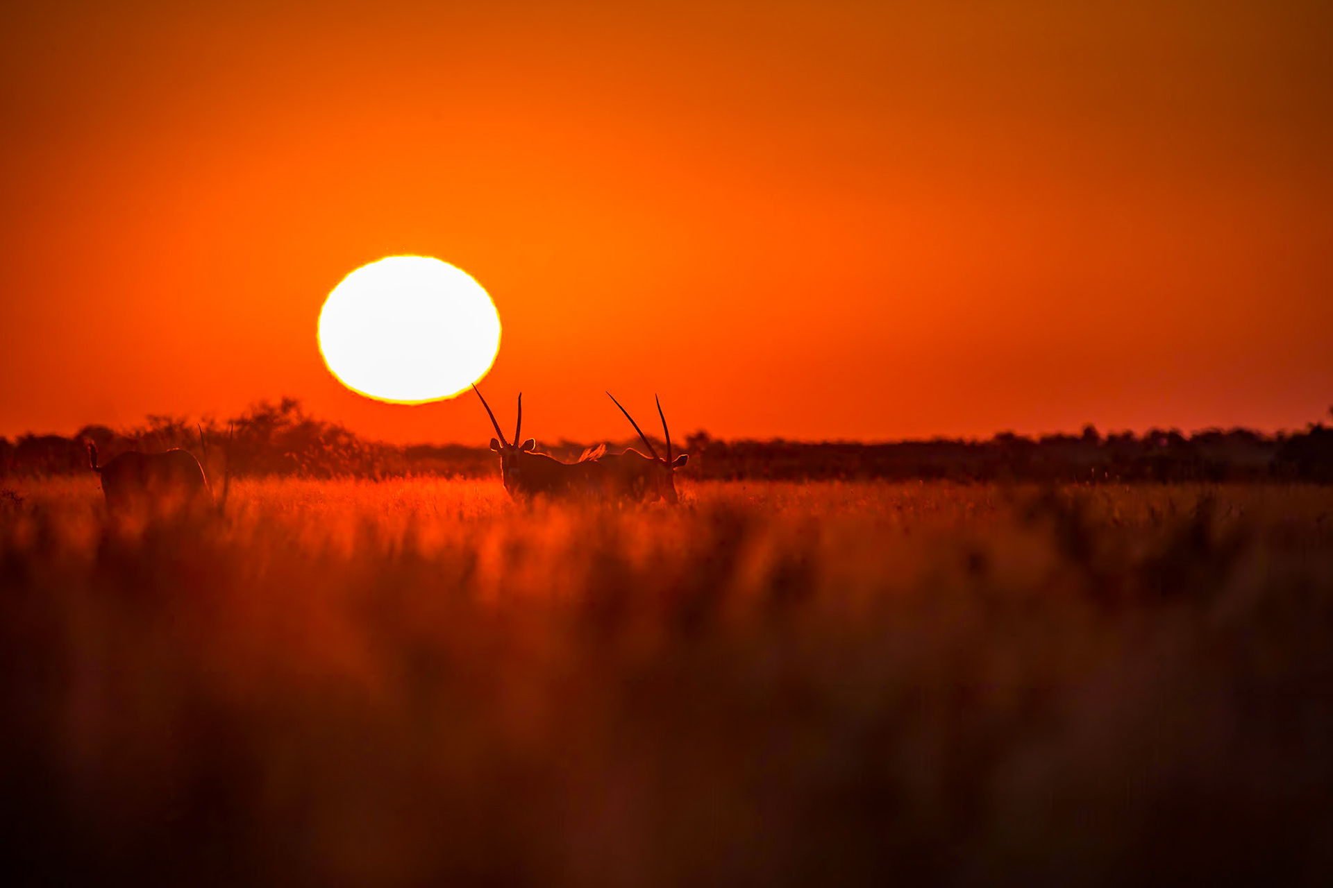 Central Kalahari, Botswana