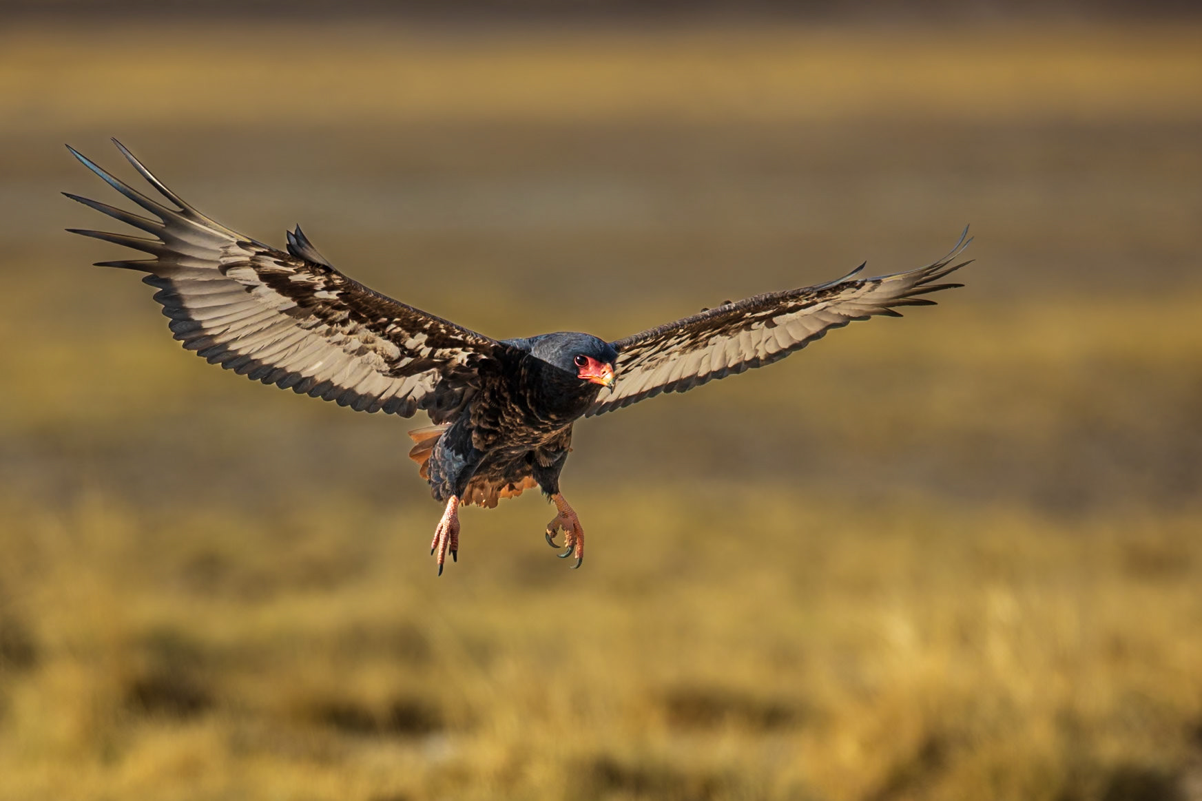 Bateleur