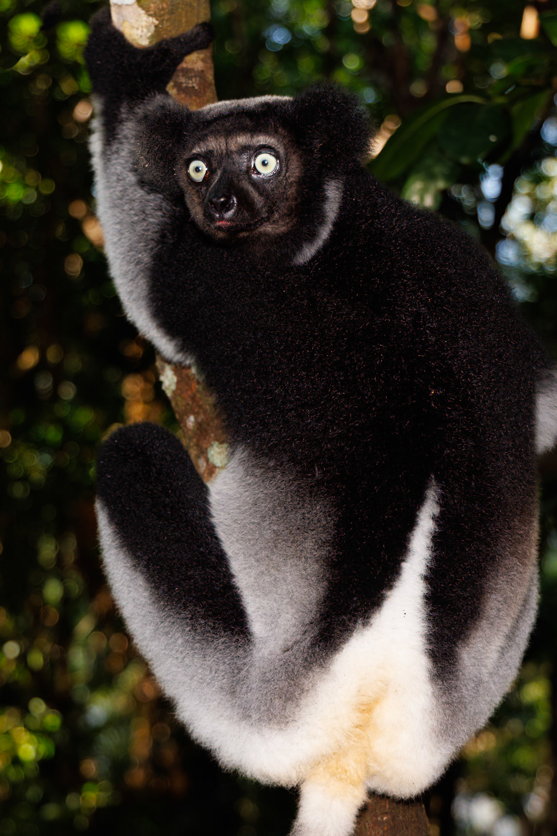 Indri