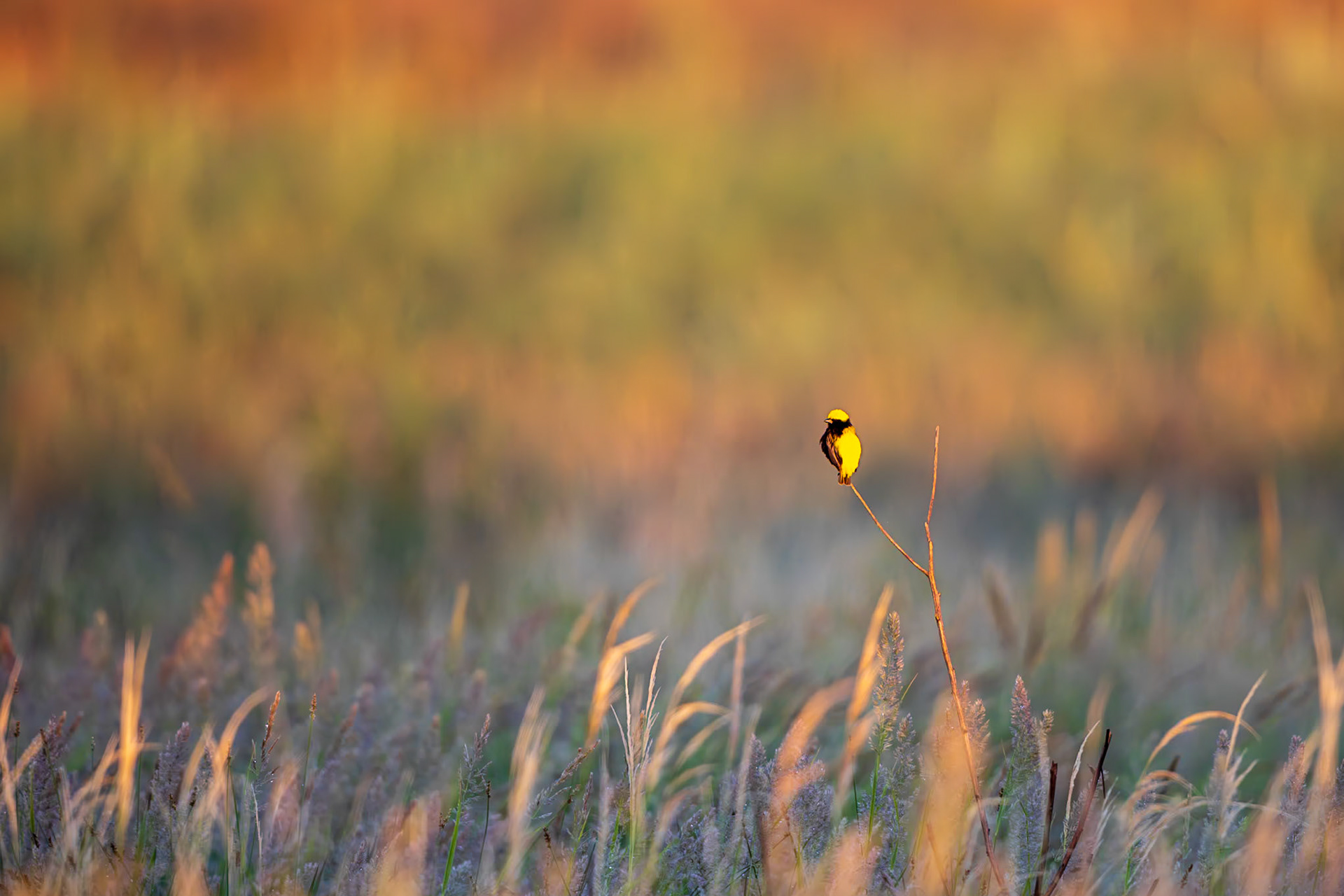 Yellow-crowned Bishop