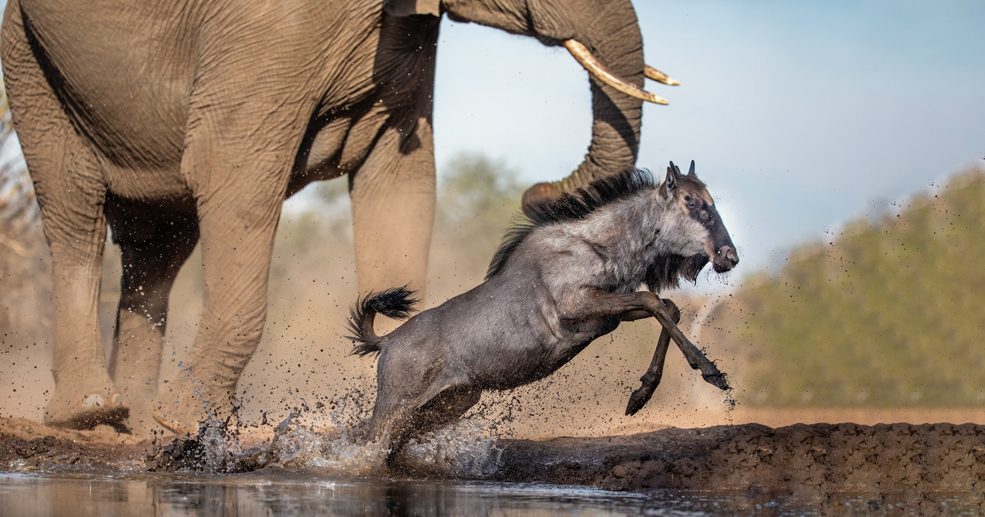 Action at the waterhole, Botswana