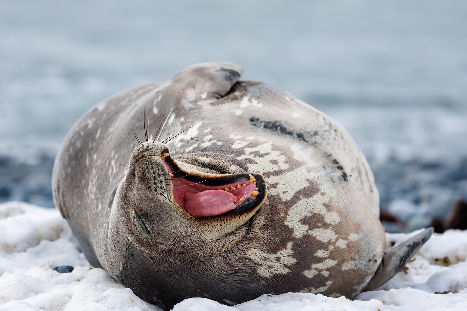 Weddell Seal, Antarctica