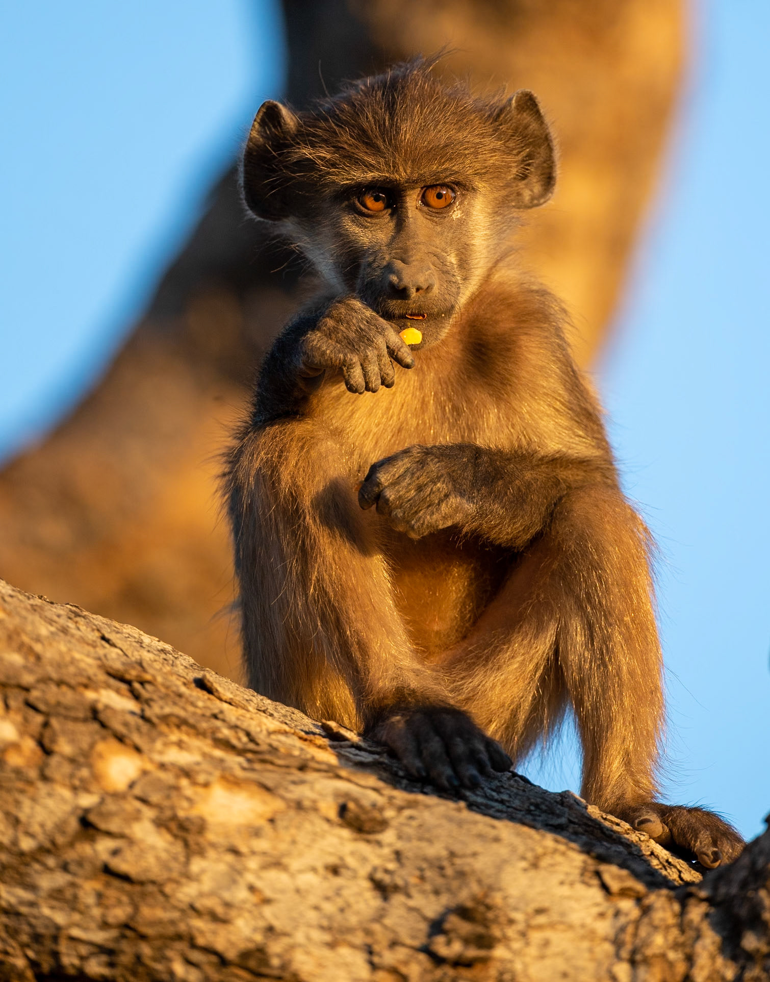 Mashatu, Botswana, Chacma Baboon