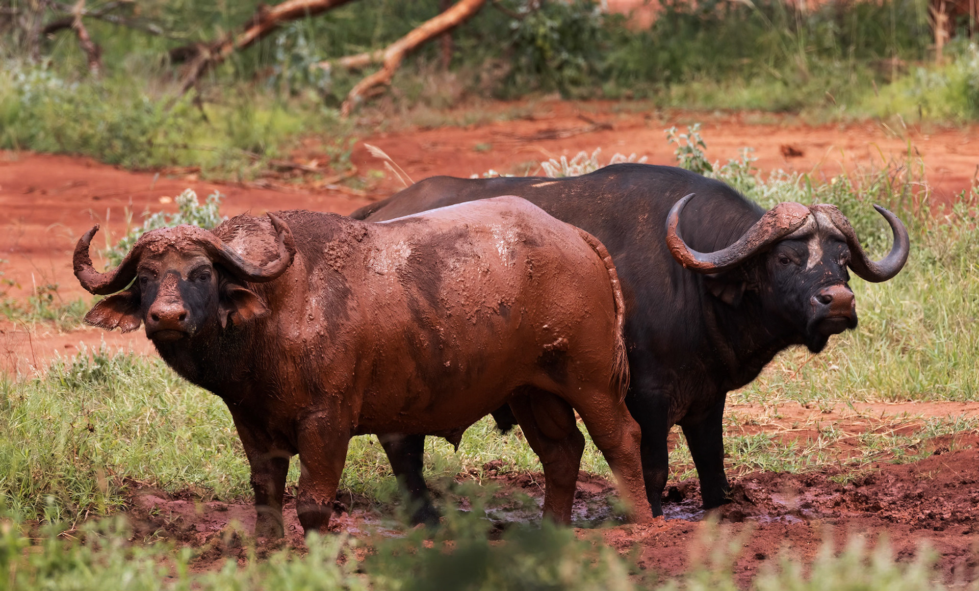 Tsavo East, Kenya