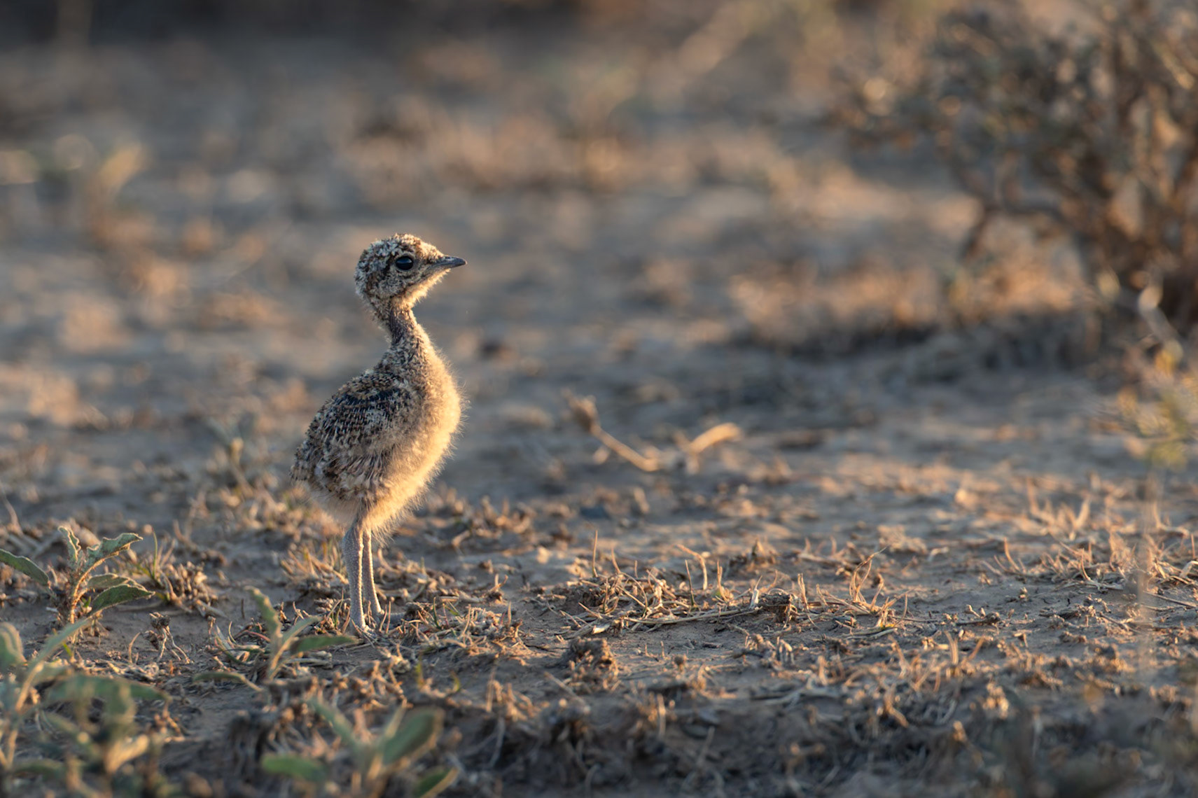 Double-banded Courser