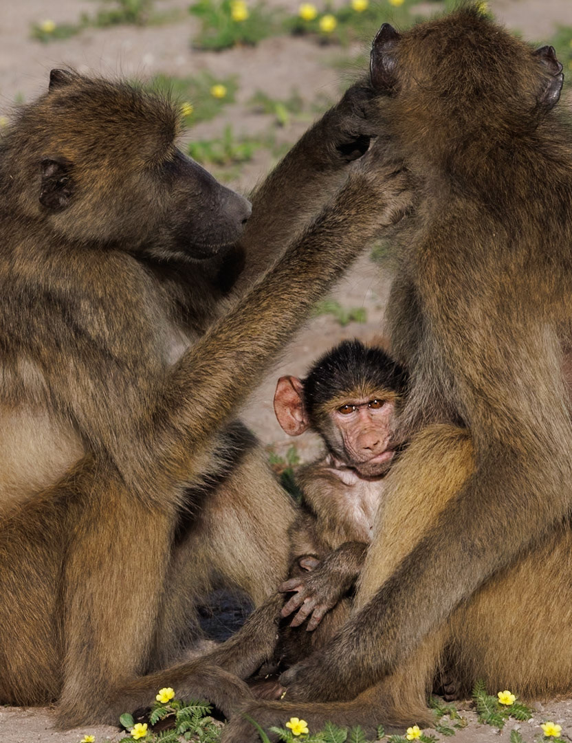 Chacma Baboon, Chobe Botswana