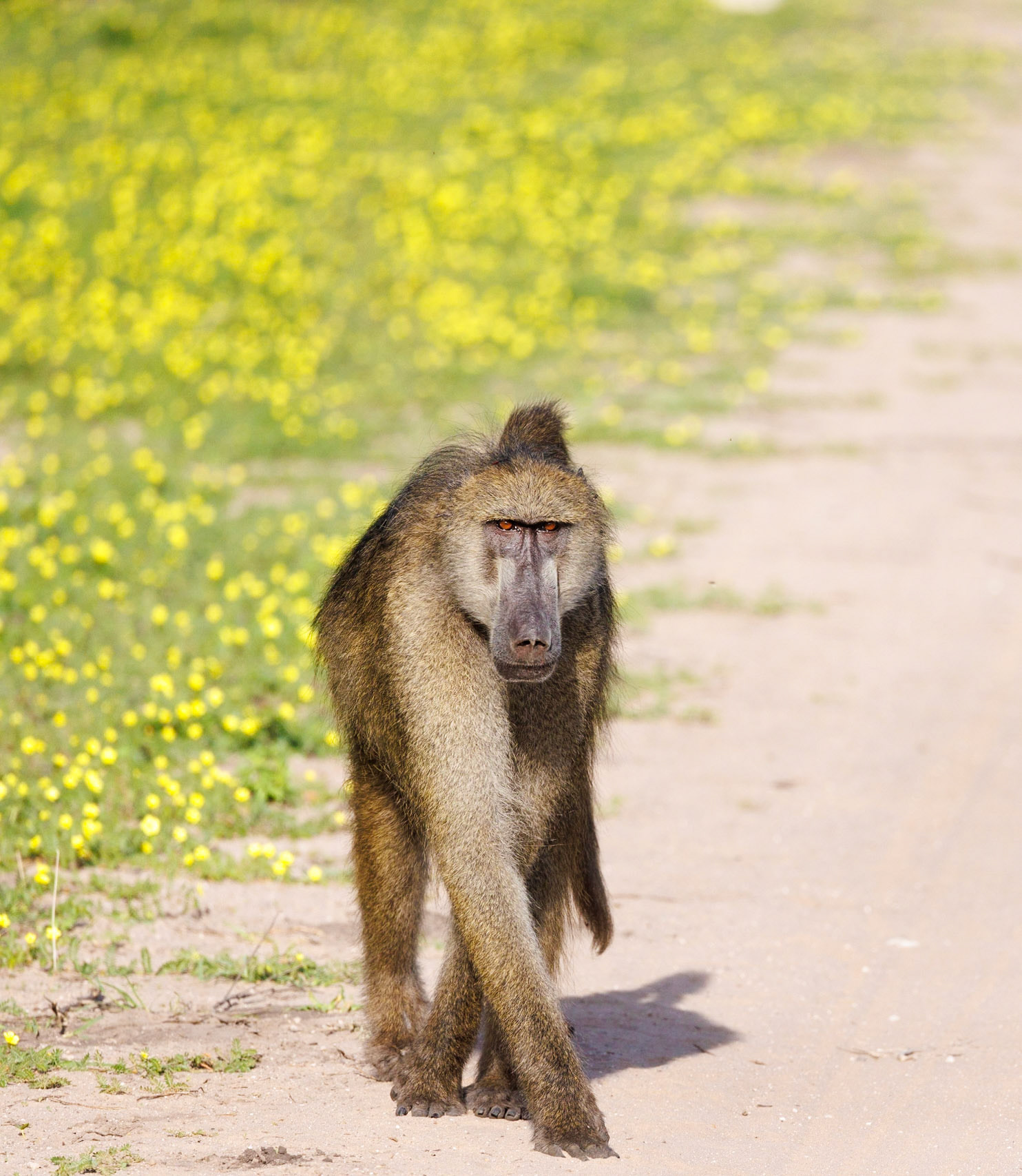 Chacma Baboon, Chobe Botswana