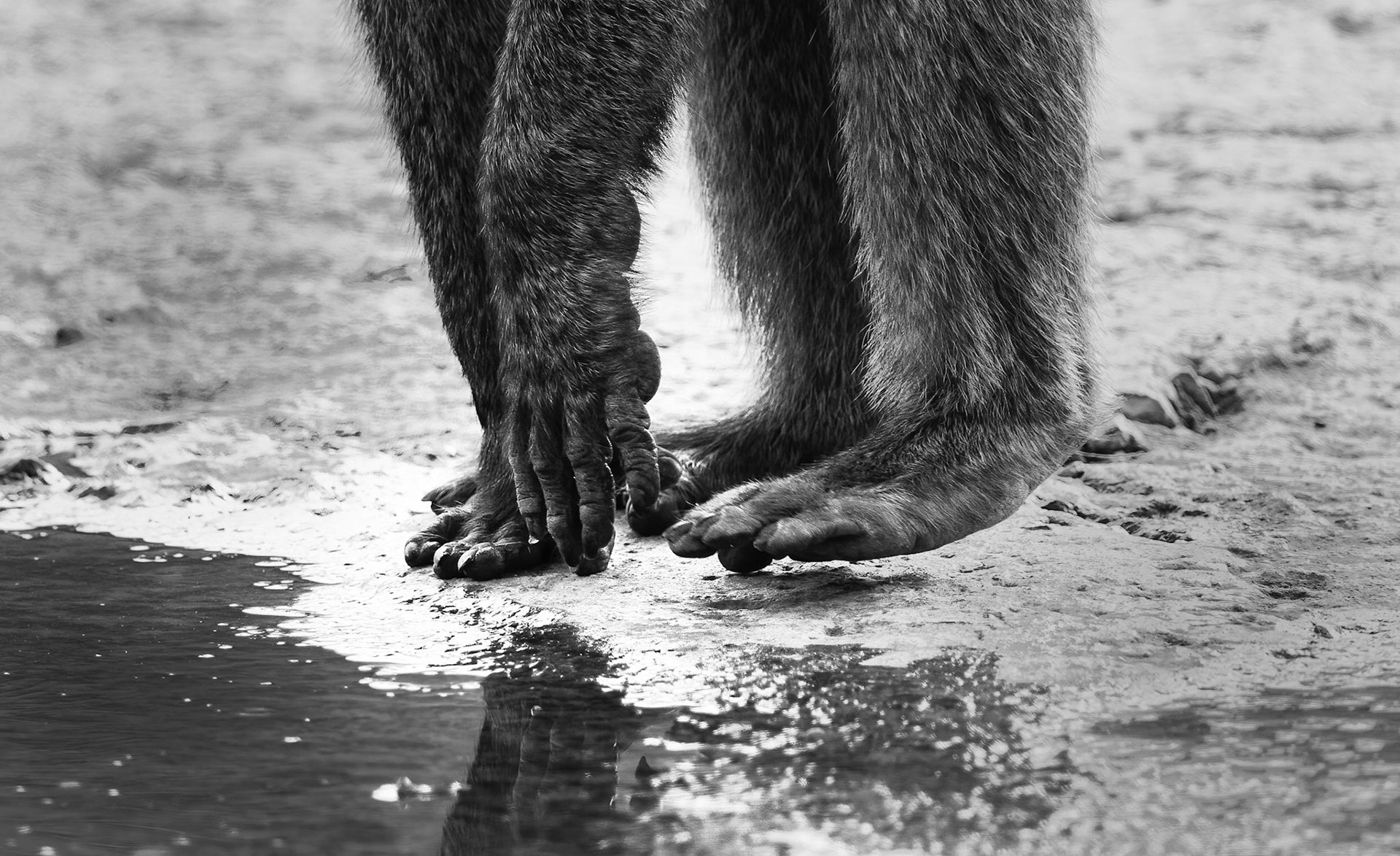 Olive Baboon, Tanzania