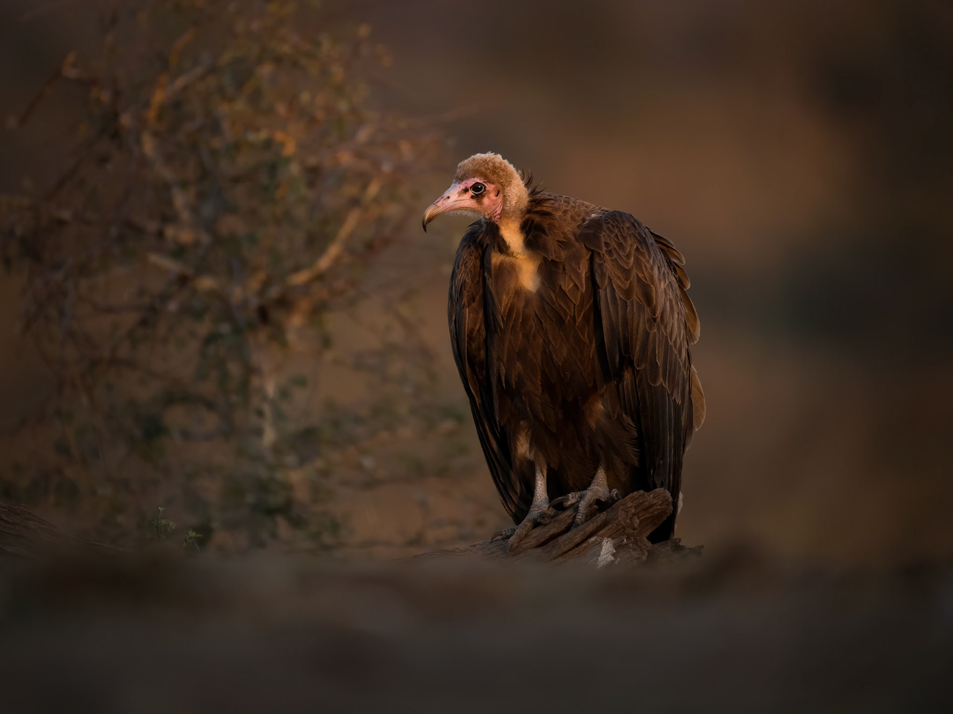 Hooded Vulture