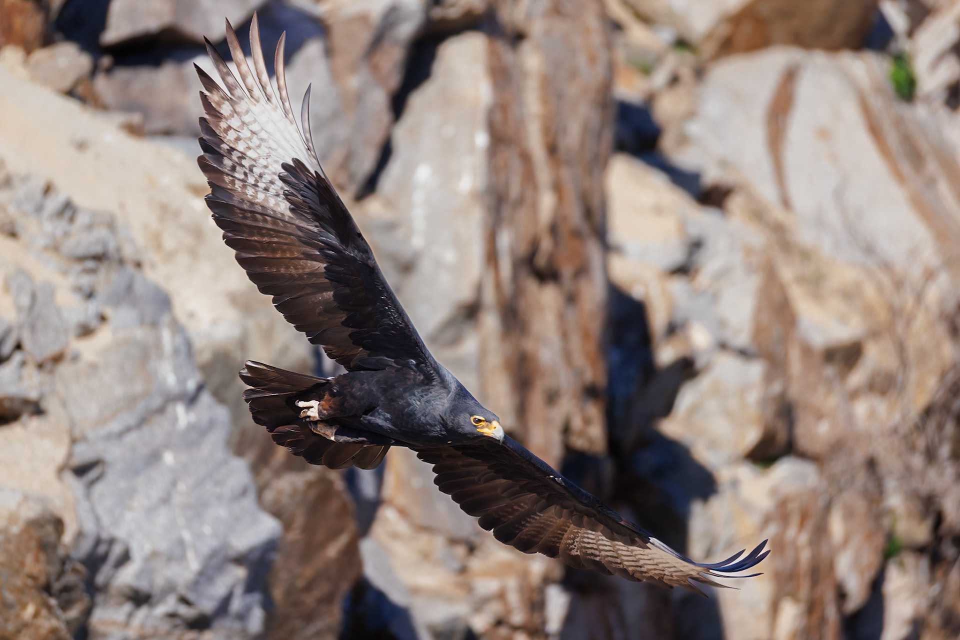 Verreaux's Eagle