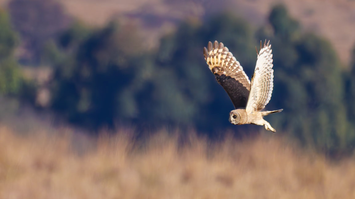 MArsh Owl