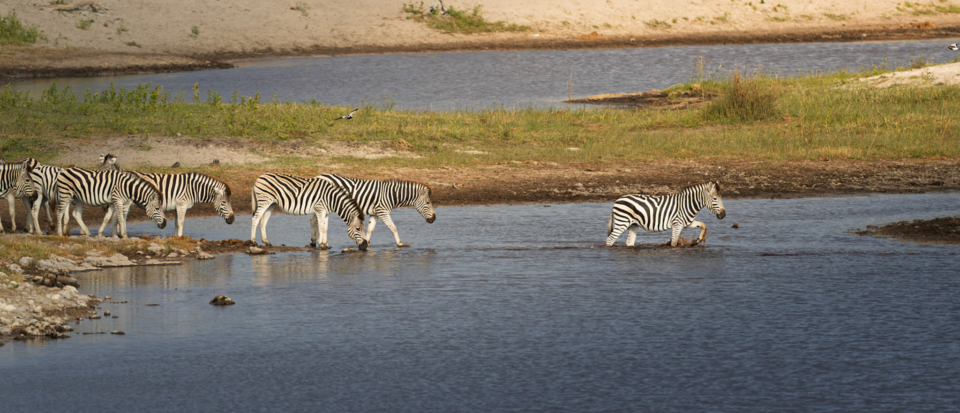 Zebra Crossing