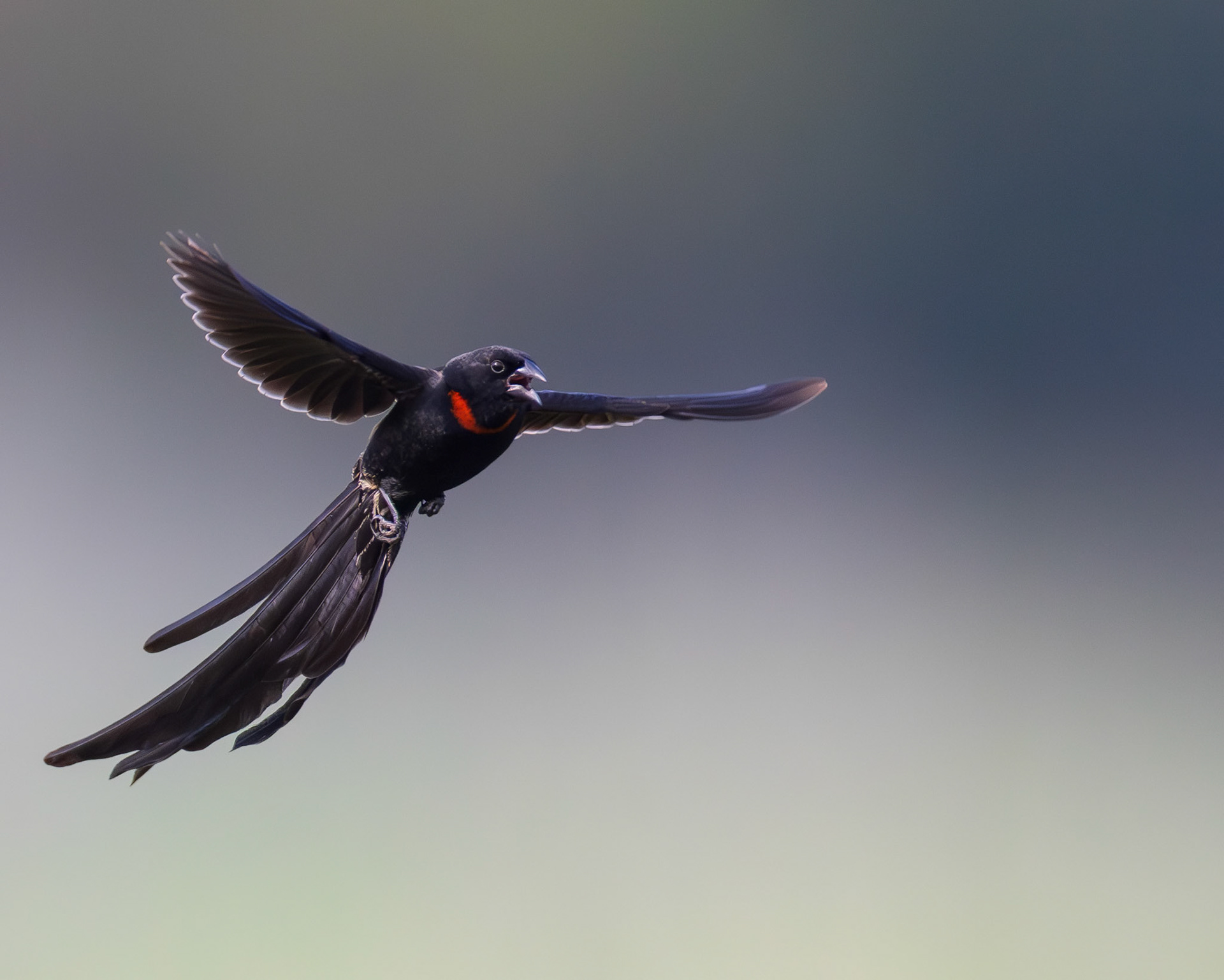 Red-collared Widowbird
