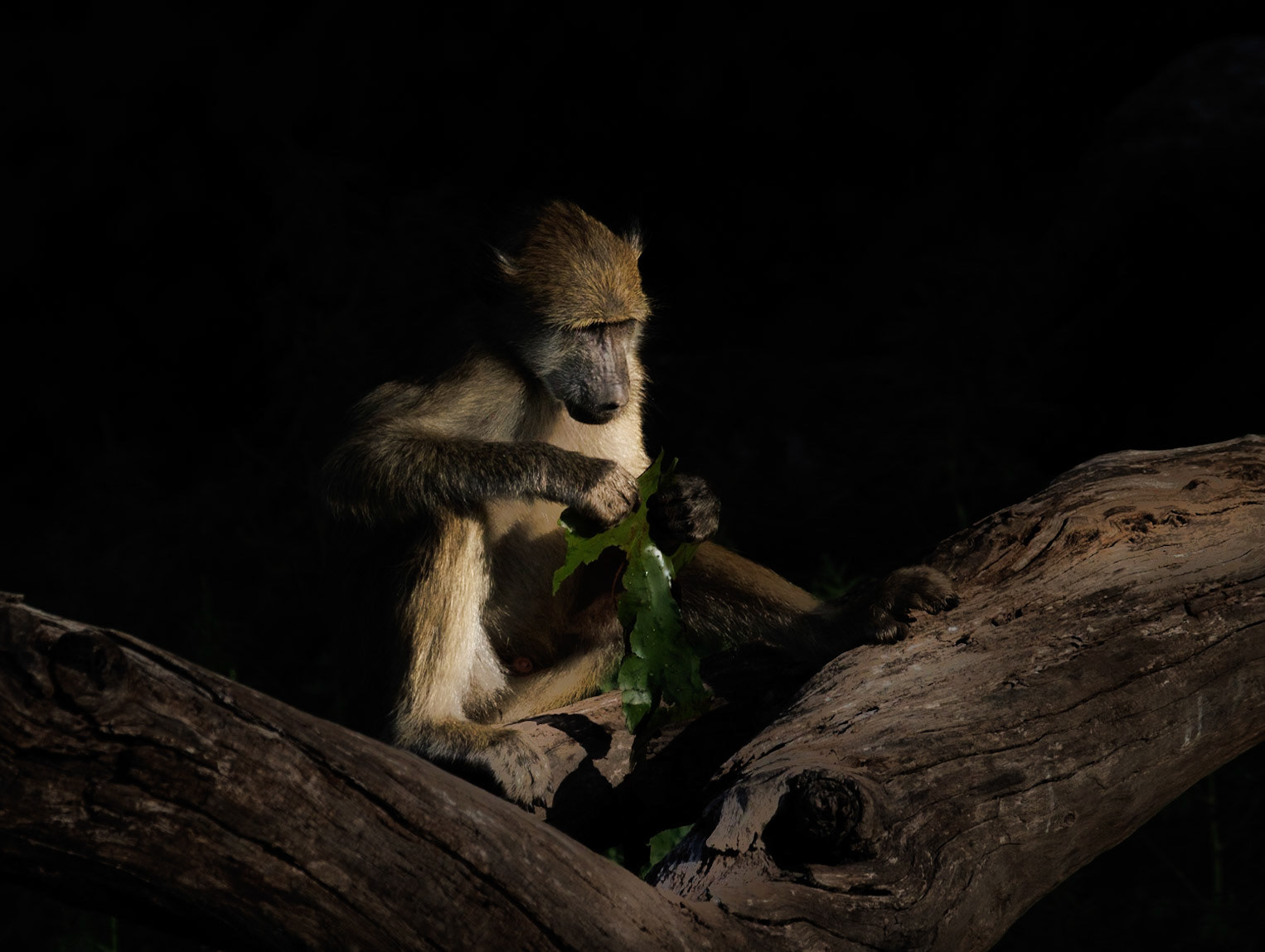 Chobe, Botswana, Chacma baboon