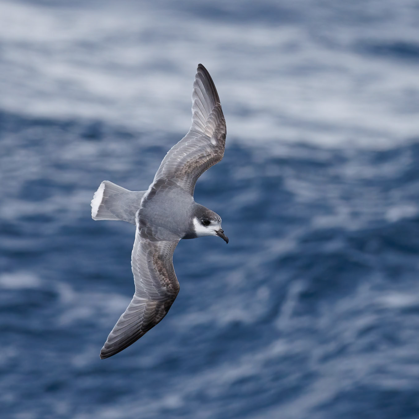Blue Petrel