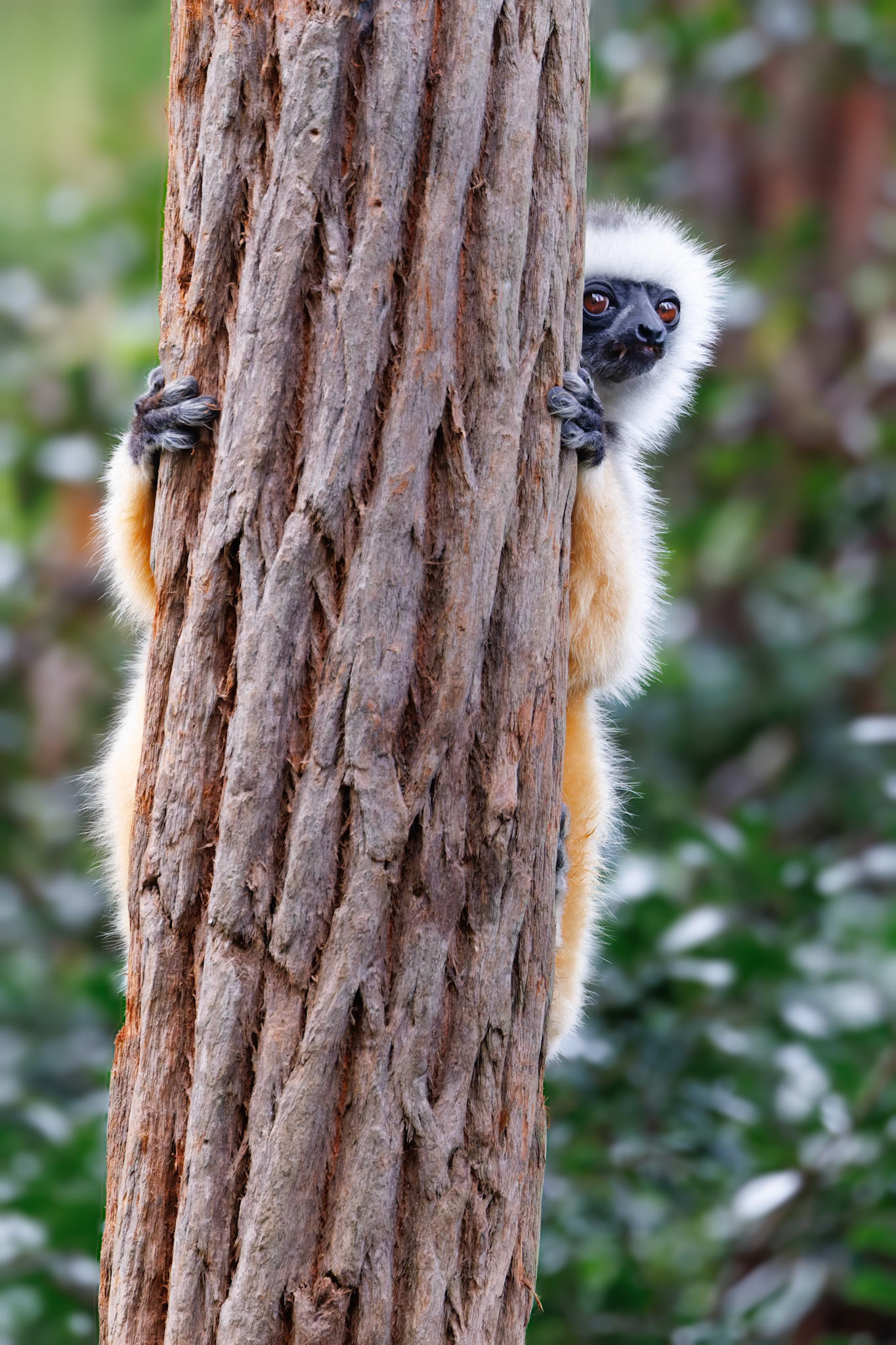 Hiding
