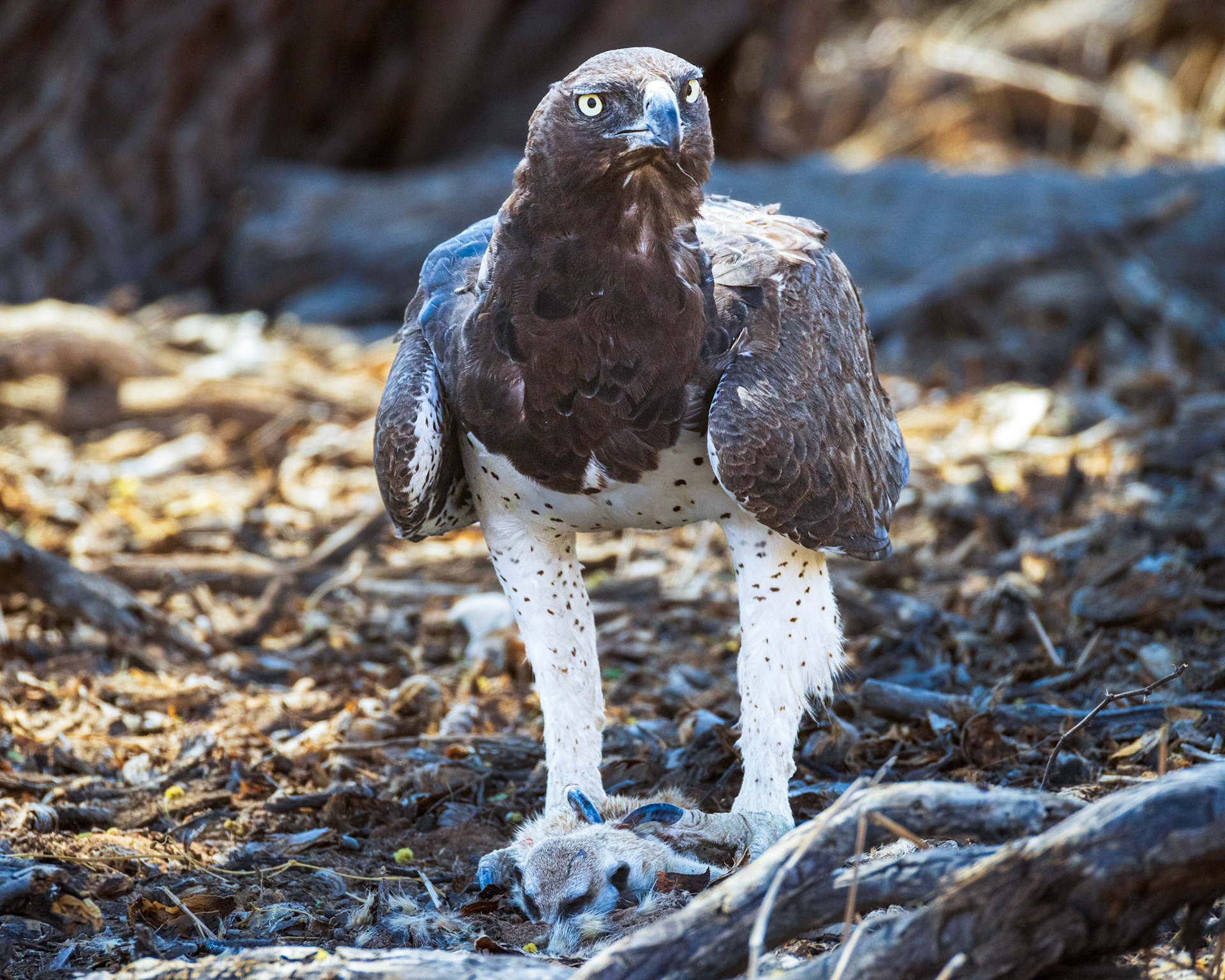 MArtial Eagle