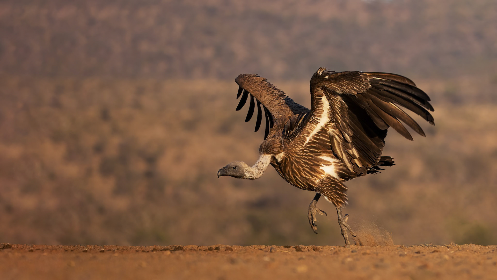 White-backed Vulture