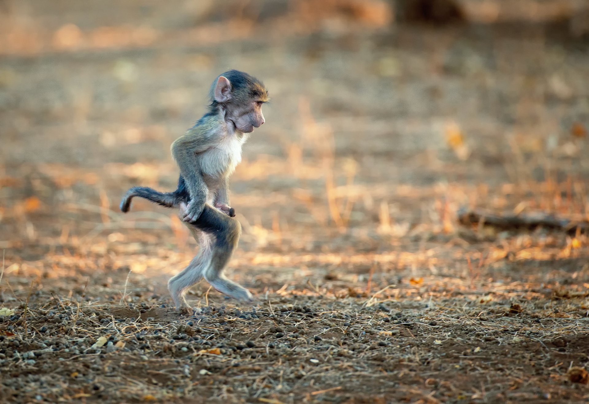 Chacma Baboon Youngster, Mashatu, Botswana