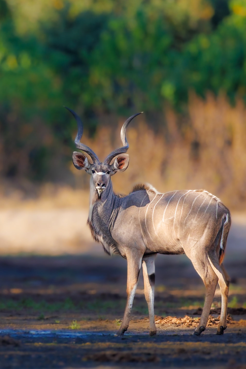 Chitake Springs, Mana Pools, Zimbabwe
