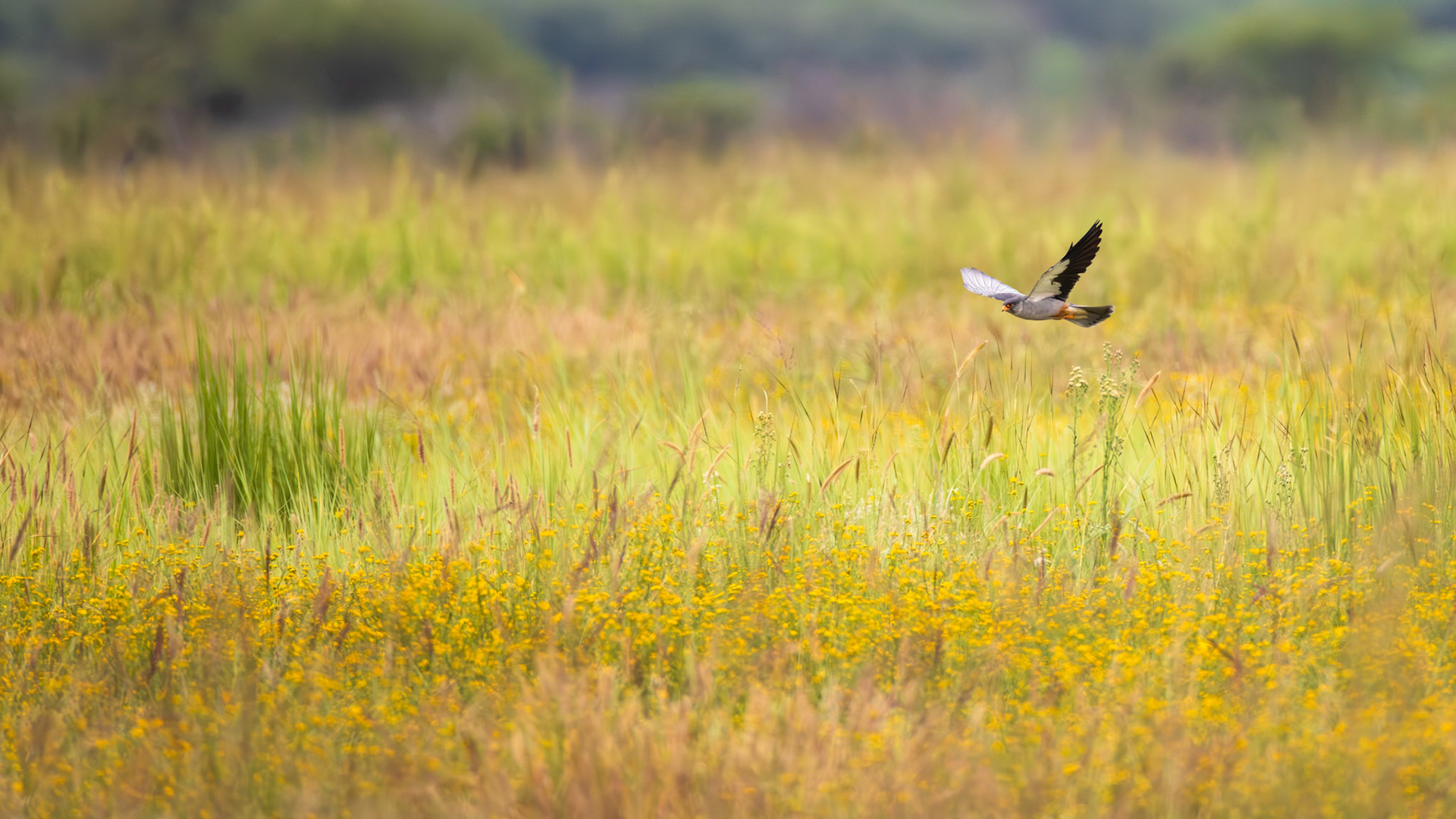 Amur falcon hunting over yellow field,South Africa