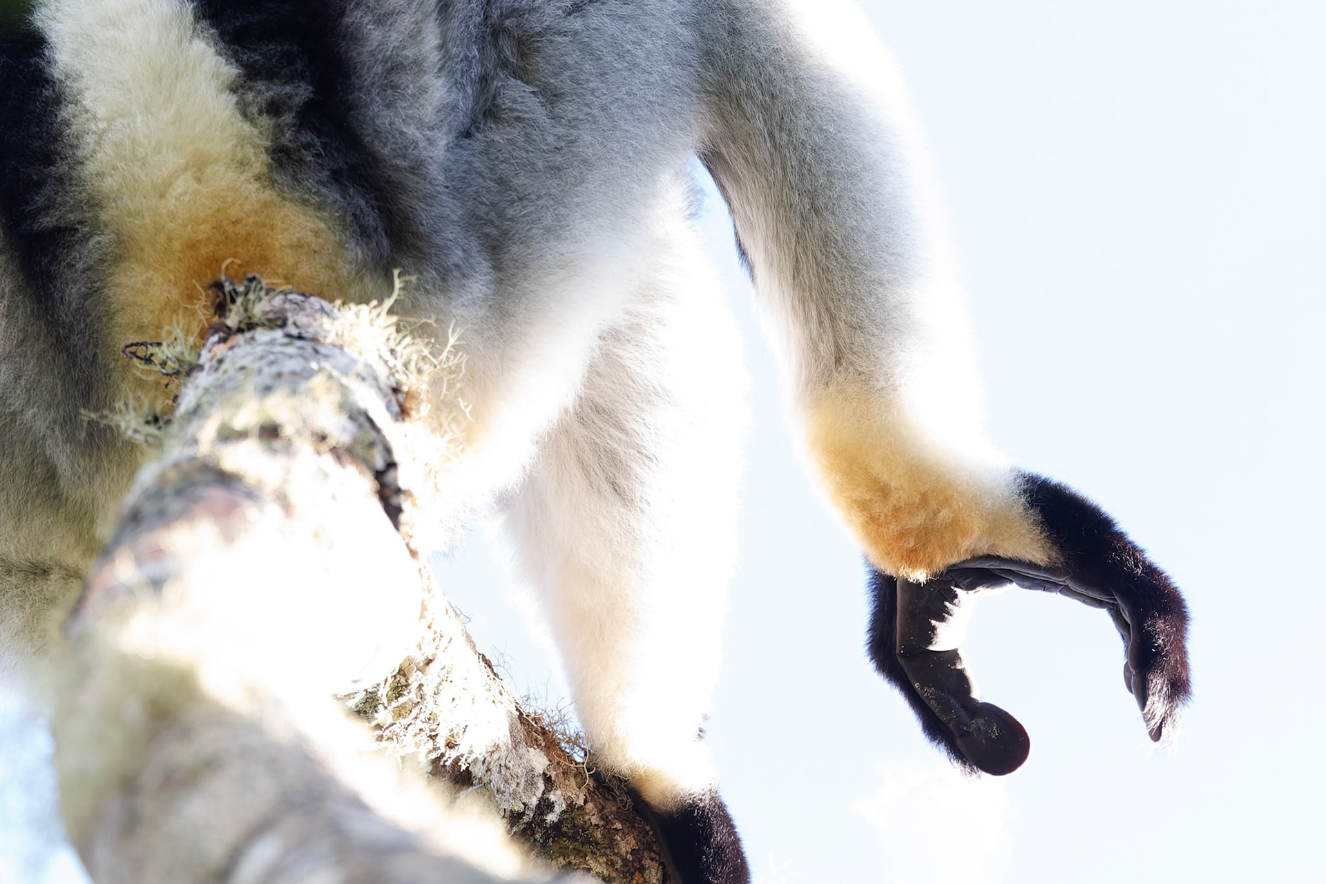 Indri