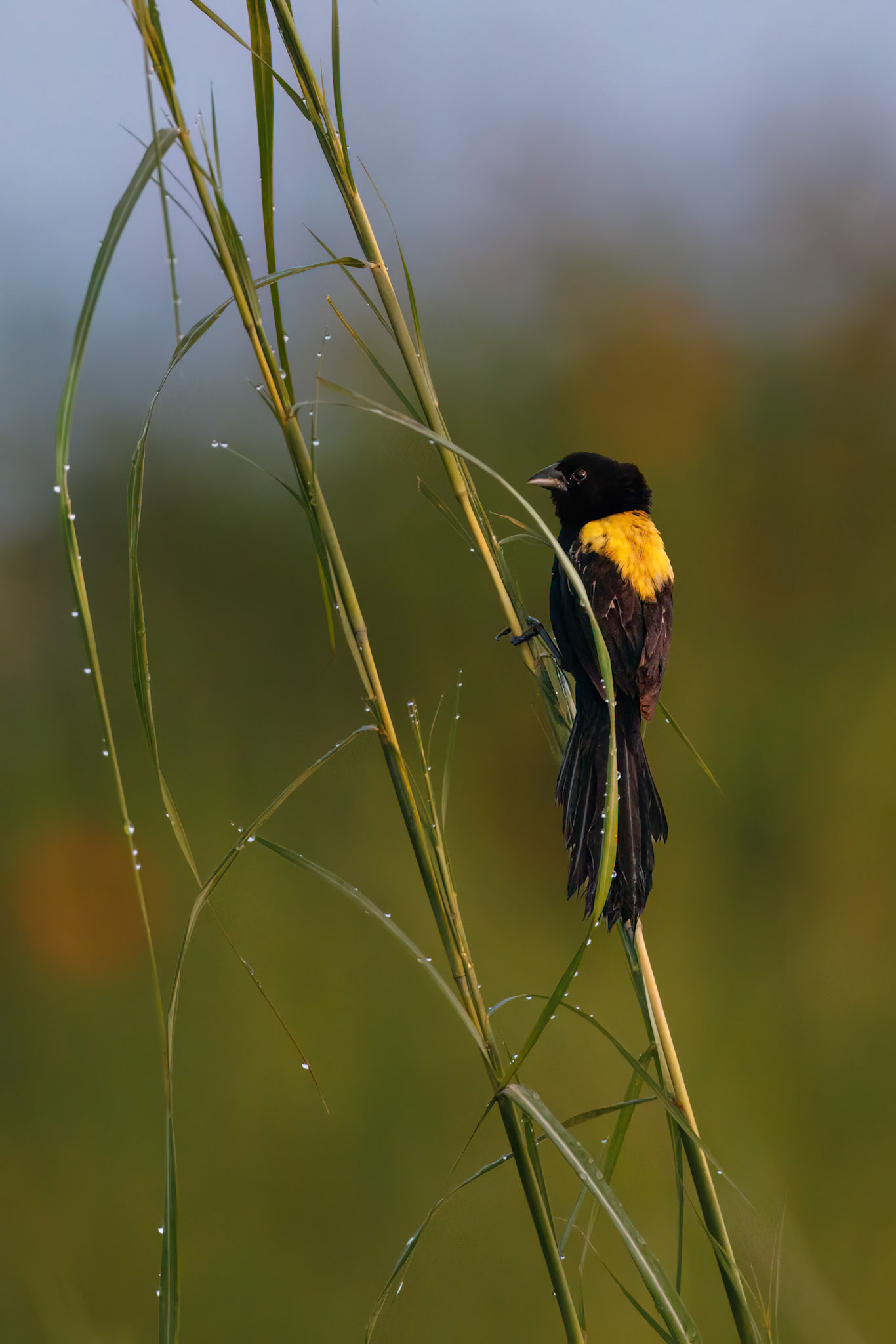 Yellow-mantled Widowbird Widowbird