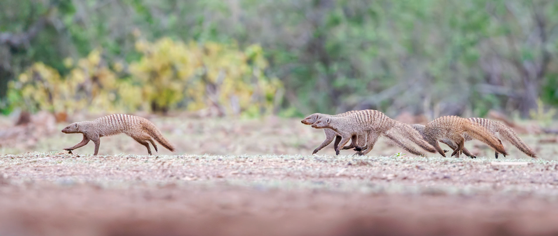 Mashatu,Botswana