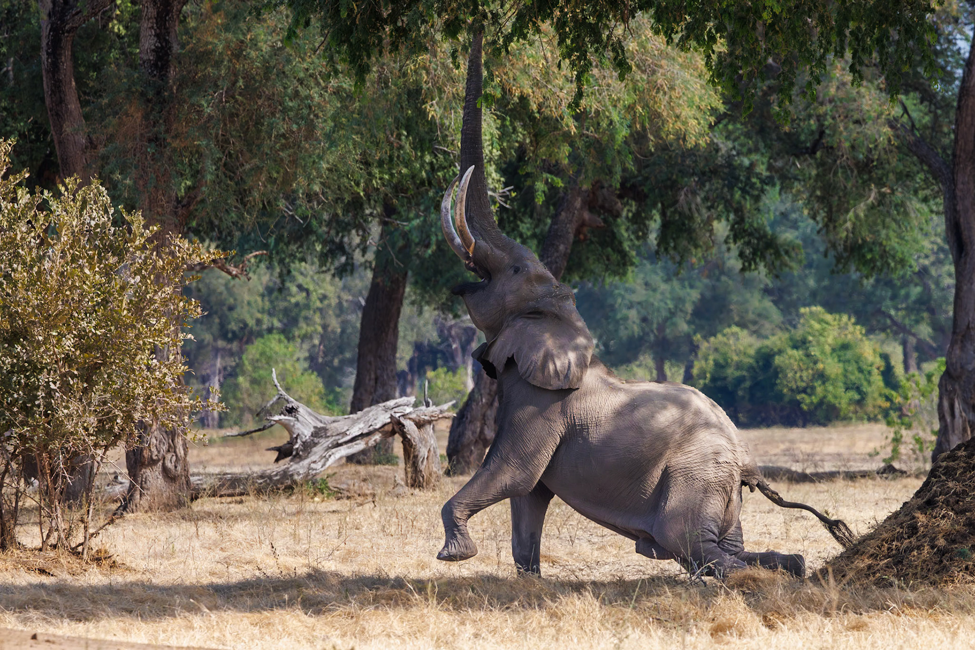 Mana Pools, Zimbabwe