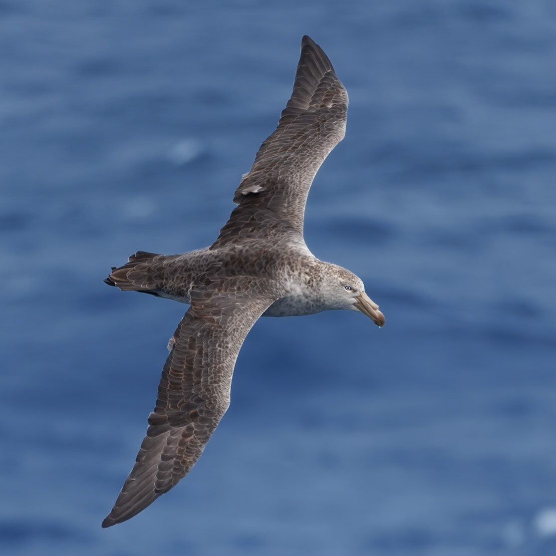 Giant Petrel