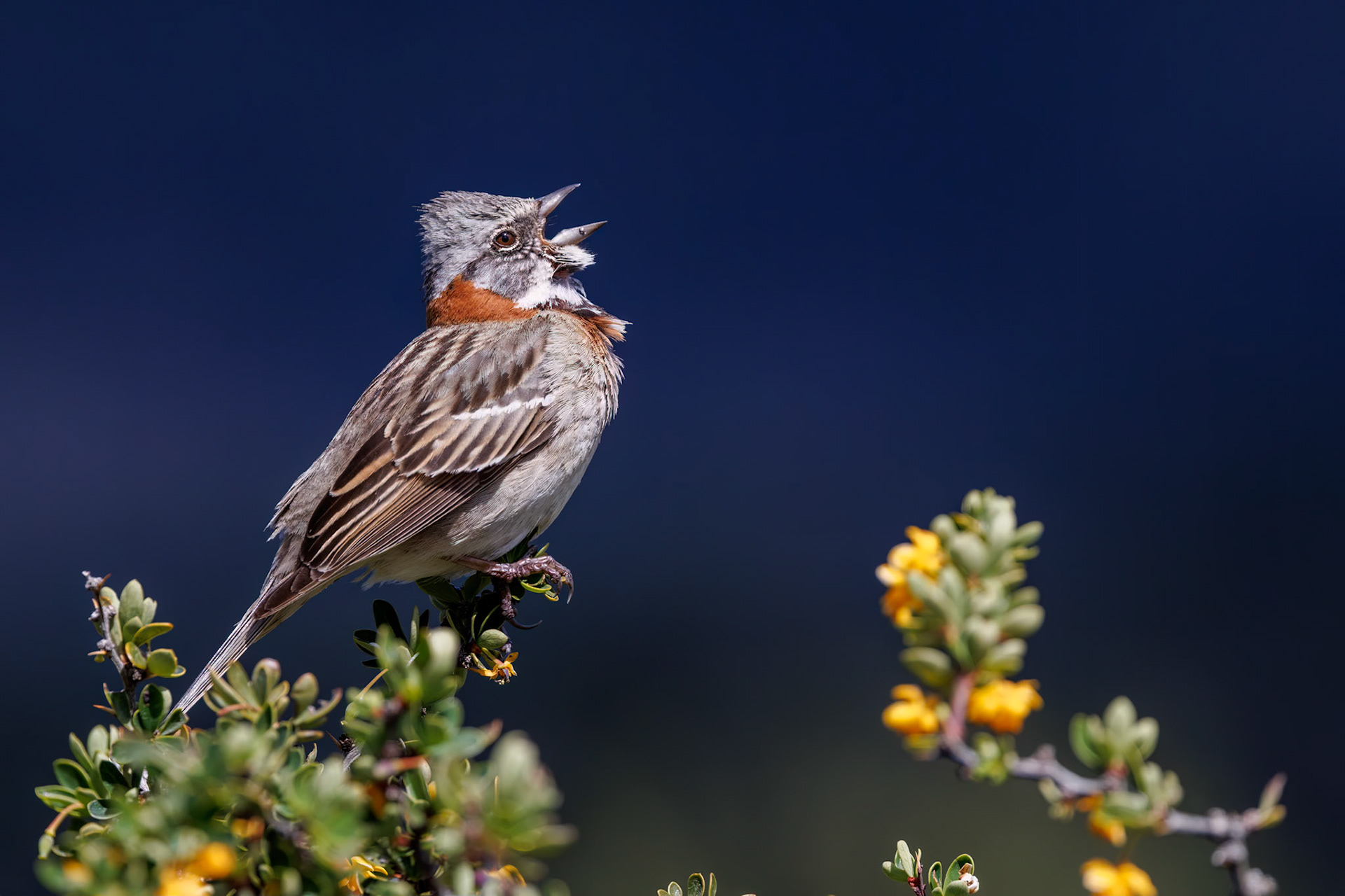 Rufous-collared Sparrow