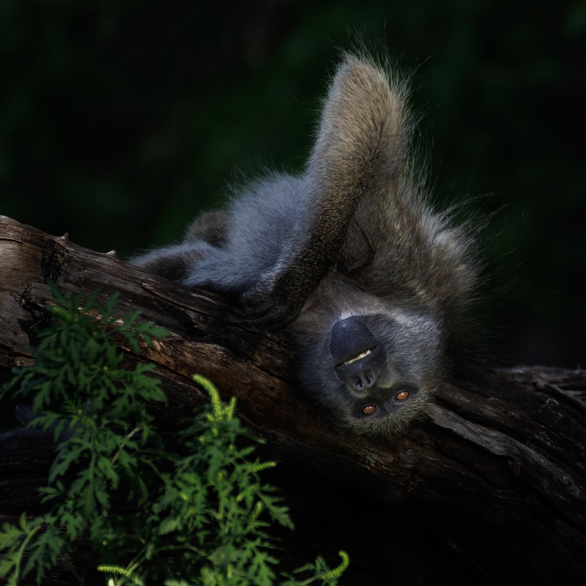 Chacma Baboon, Chobe Botswana