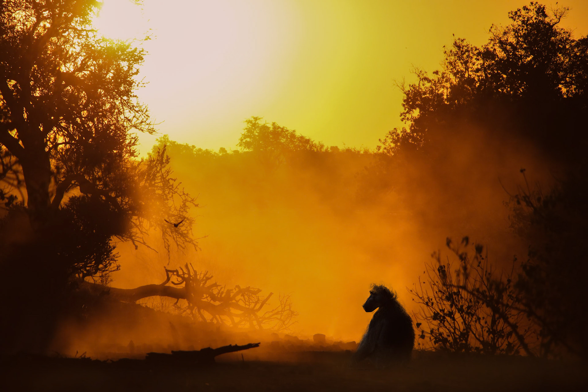 Chacma Baboon Sunset, Botswana