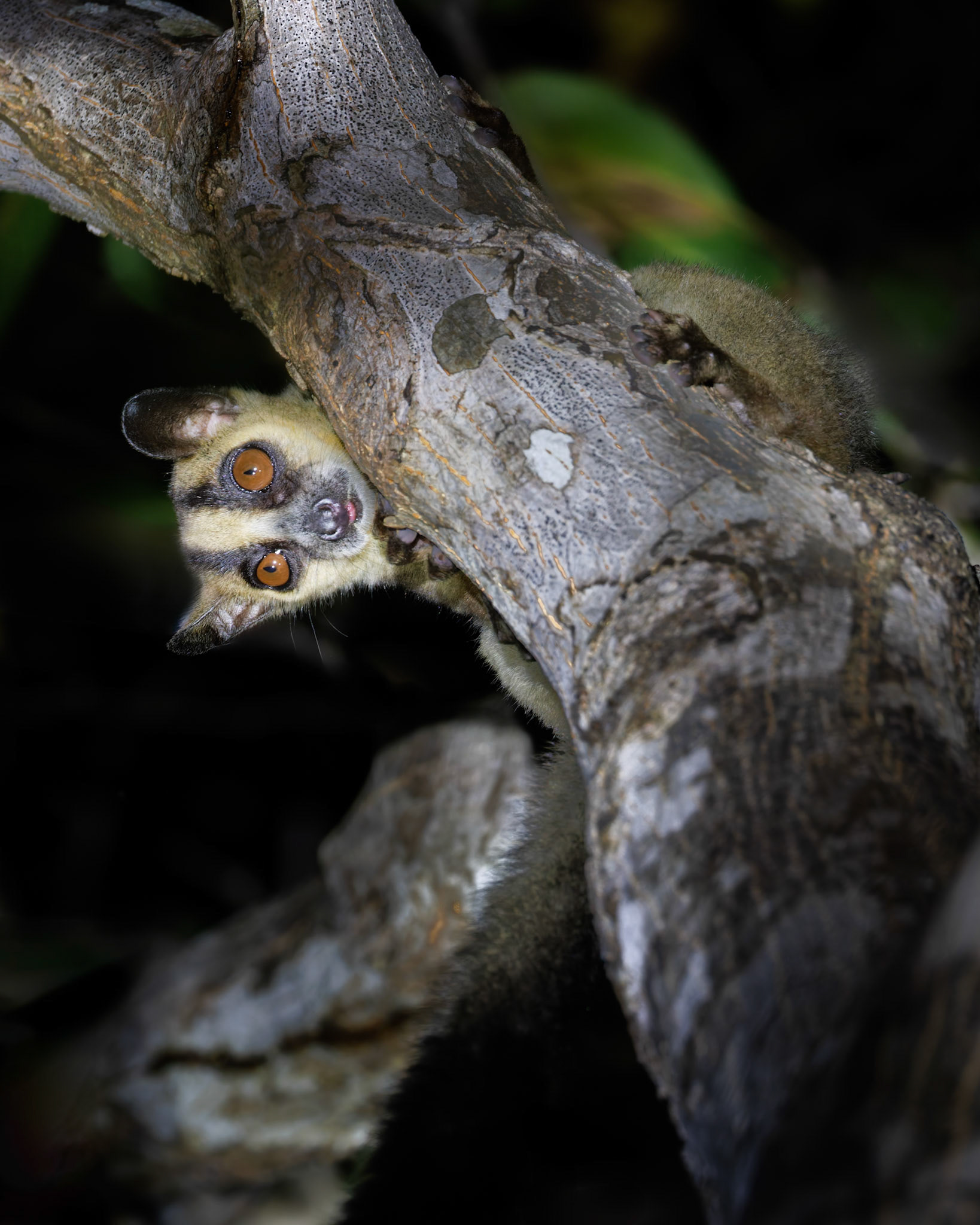 Inquisitive
