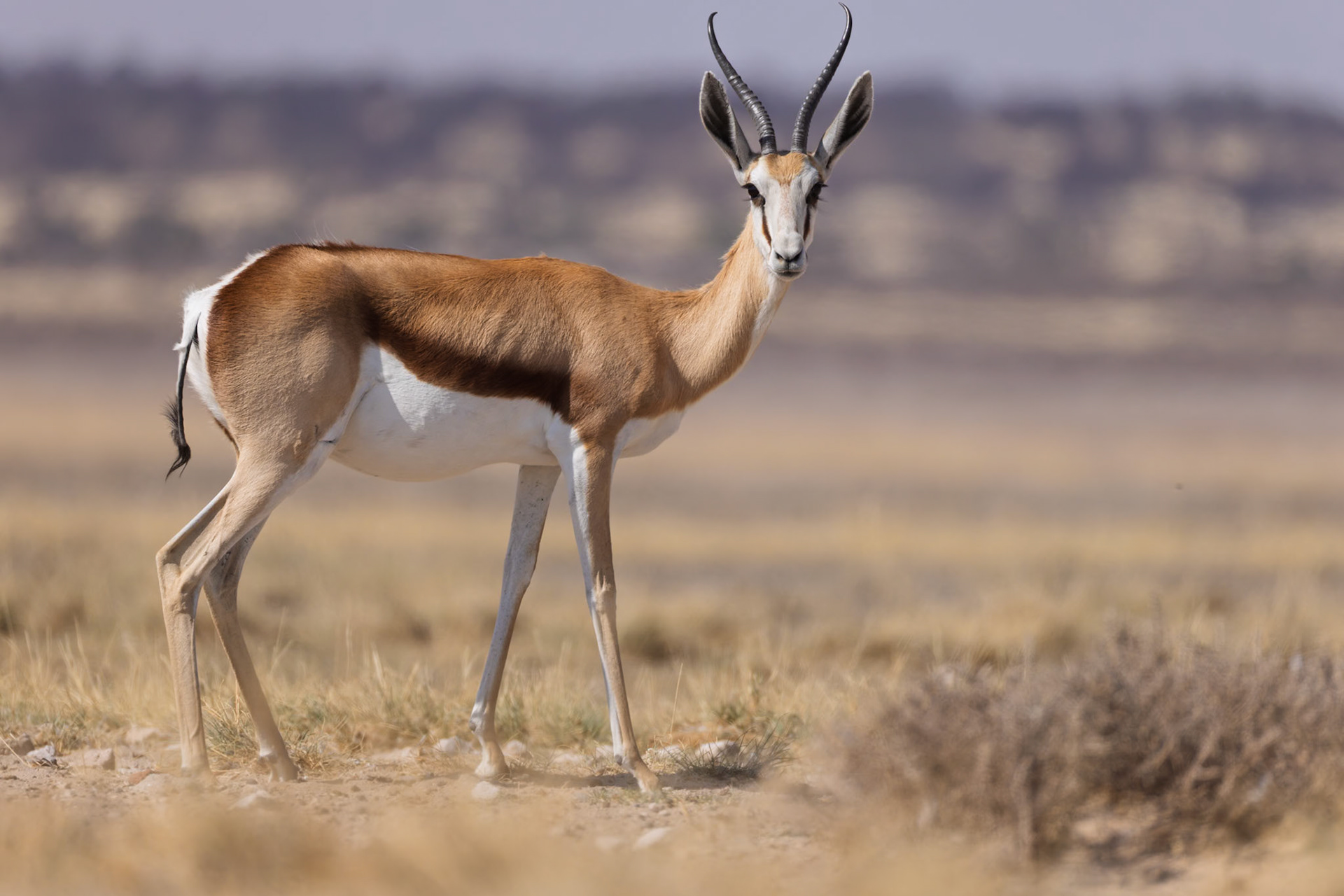 Springbok in the Kalahari Dessert, South Africa